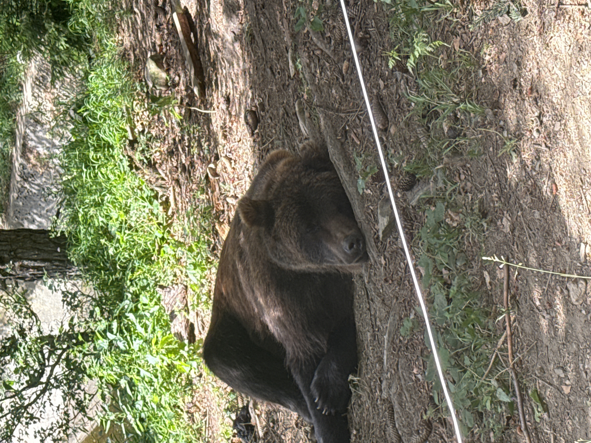 A brown bear is sleeping on the ground in a wooded area. The bear is lying on its side with its head resting on its paws. The ground is covered with leaves and dirt. There are trees and bushes in the background. A white string is stretched across the foreground of the image. The location is the Yakoruda Bear Park in Yakoruda, Bulgaria.