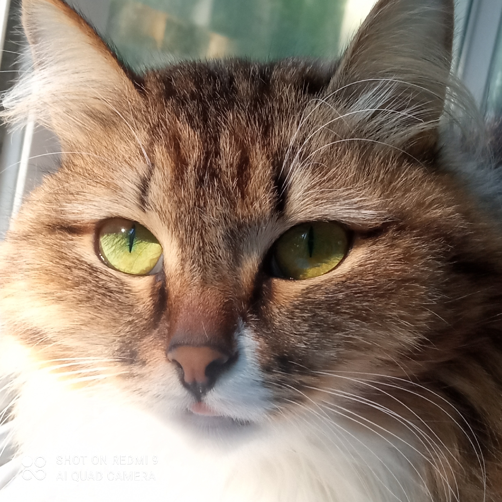 A close-up shot reveals the face of a long-haired cat with striking green eyes. The cat's fur is predominantly brown and white, with tabby markings on its forehead. The cat has a pink nose and a small portion of its tongue is visible. The photo was taken on a Redmi 9 AI Quad Camera. There is no verifiable evidence that this picture was taken in Chaikovsky, Russia.