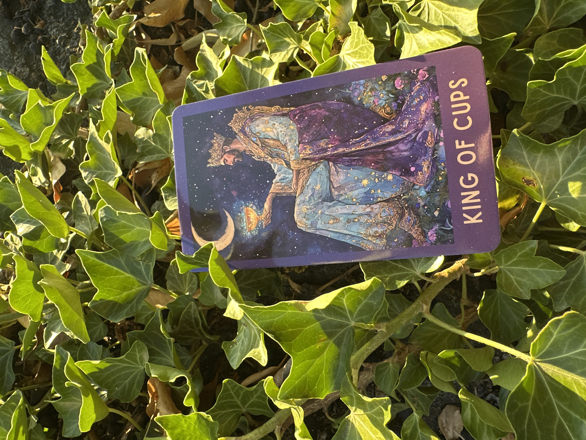 A close-up, overhead shot shows a purple tarot card, the King of Cups, resting on a bed of vibrant green ivy leaves. The card features an illustration of a crowned king in regal attire, seated and holding a golden goblet, with a crescent moon and starry sky in the background. The bottom of the card clearly displays the text "KING OF CUPS" in white, sans-serif font. The ivy leaves are lush and healthy, some with veins highlighted by the natural sunlight, creating a dappled effect across the scene. A few dry, brown leaves are interspersed among the green foliage, suggesting an outdoor setting. The image appears to be captured in a garden or park environment, potentially within Stuttgart, Germany, given the context provided.