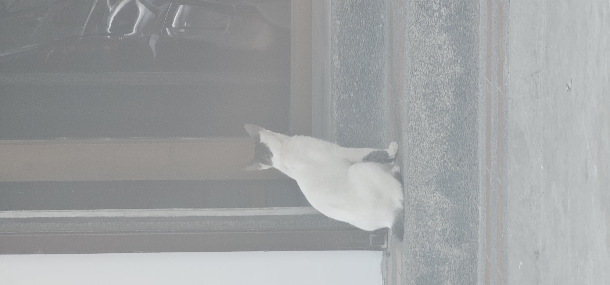A white cat with black markings on its head and hind legs is sitting on a set of concrete steps outside a building. The cat is facing away from the camera, looking towards a reflective dark surface, possibly a vehicle or a window. The steps are textured and appear worn. Behind the steps is a doorway with a dark frame. The background is out of focus, showing a hint of white wall on the left and a blurry, dark, reflective surface on the right. The overall lighting suggests an outdoor, possibly covered, area. The image does not contain specific landmarks that would allow for precise location within Makati City, Philippines.