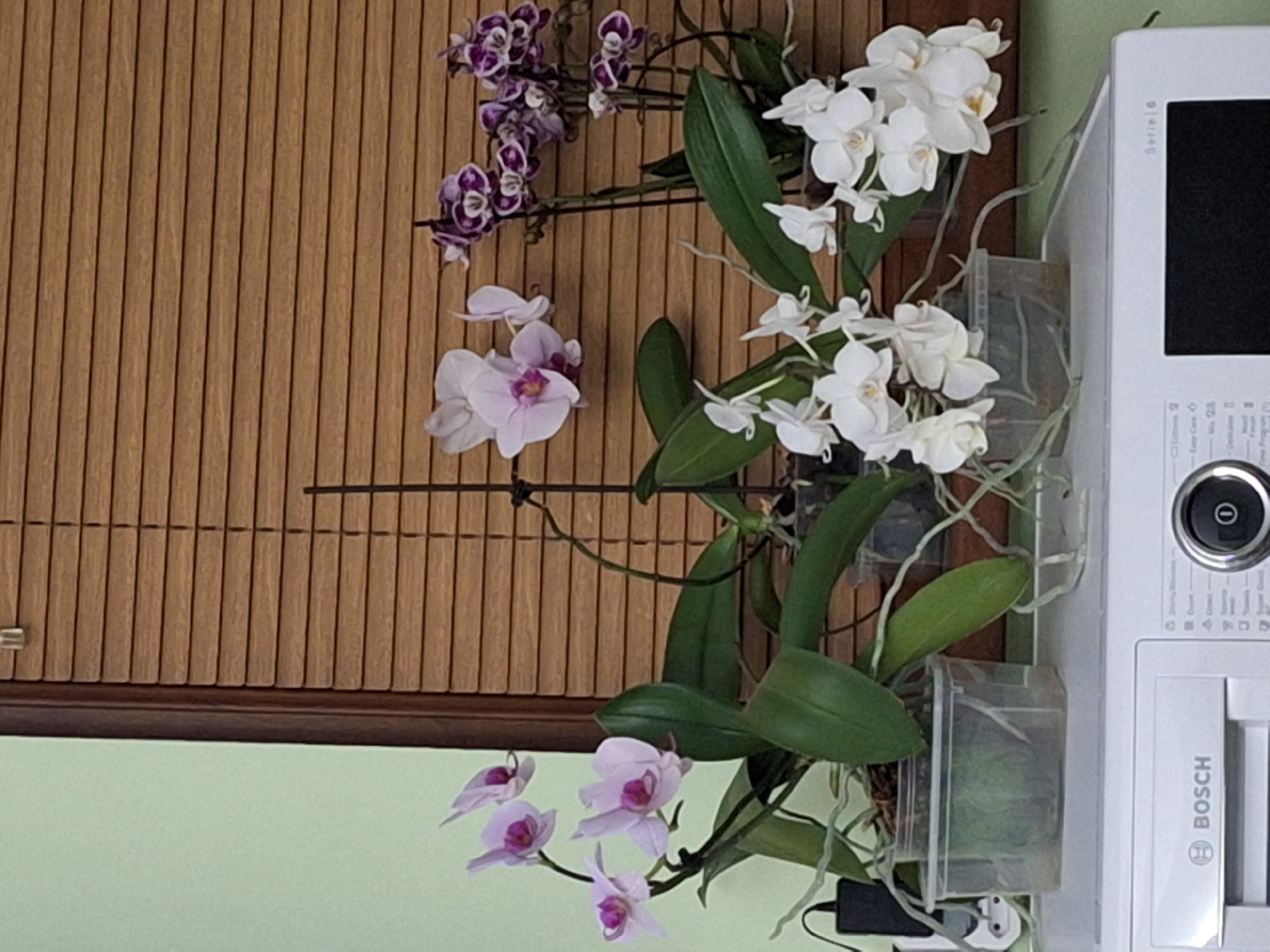 The image shows three potted orchid plants with various blossoms: purple spotted, light pink, and white. The plants are placed in clear plastic containers. Behind the orchids is a brown wooden slatted blind, and to the right of the plants is a white Bosch washing machine. The background wall is pale green. There is no indication of the city Montana, Bulgaria in the image.
