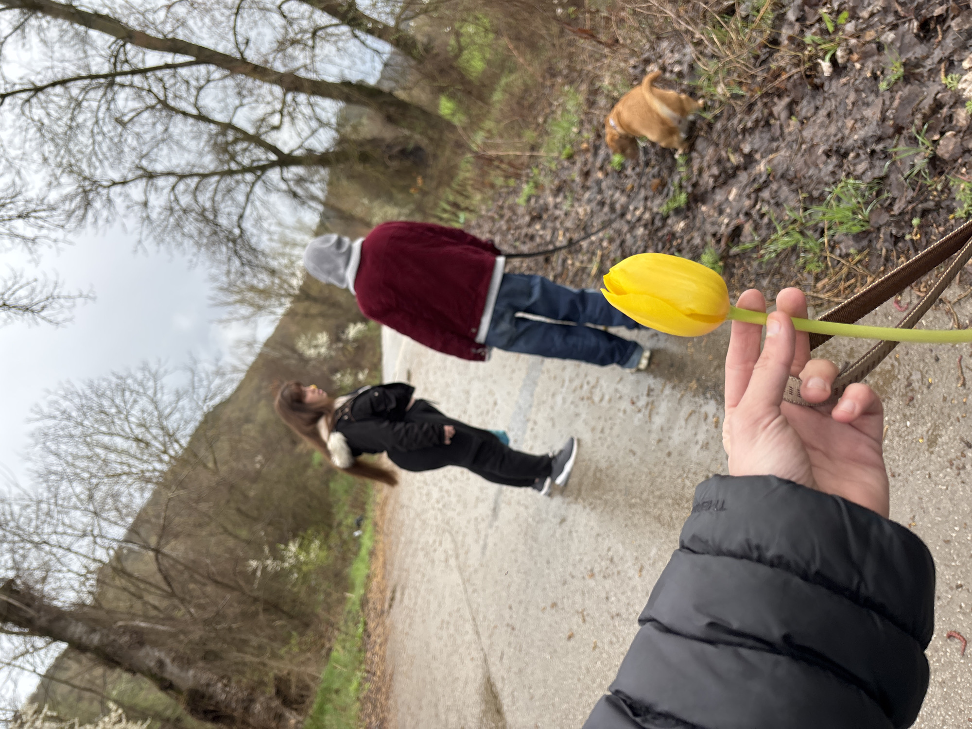 A first-person shot shows a hand holding a yellow tulip in focus. Out of focus in the background, two people and a dog walk along a path through a wooded area. The first person is wearing a black puffer jacket. The location is near a wooded area, with trees and a cloudy sky. The city is Unknown, Bulgaria. The other person, further away, is wearing a red sweater and jeans. A dog is off to the right, on muddy ground near some green vegetation.
