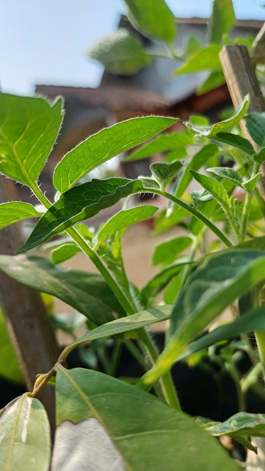 This is a close-up, low-angle shot of green foliage, possibly a plant or vine, with a blurred background. The leaves are various shades of green, with some showing lighter green or even white variegation. The edges of some leaves are finely serrated and appear slightly fuzzy. Sunlight is filtering through the leaves, creating highlights and casting shadows. In the background, a blurred brown structure, possibly a roof or wall, and a light blue sky are visible. A wooden stake is also partially visible, suggesting the plant is supported. The scene appears to be outdoors, possibly in a garden or backyard. The image was taken in Wonokerso, Indonesia.