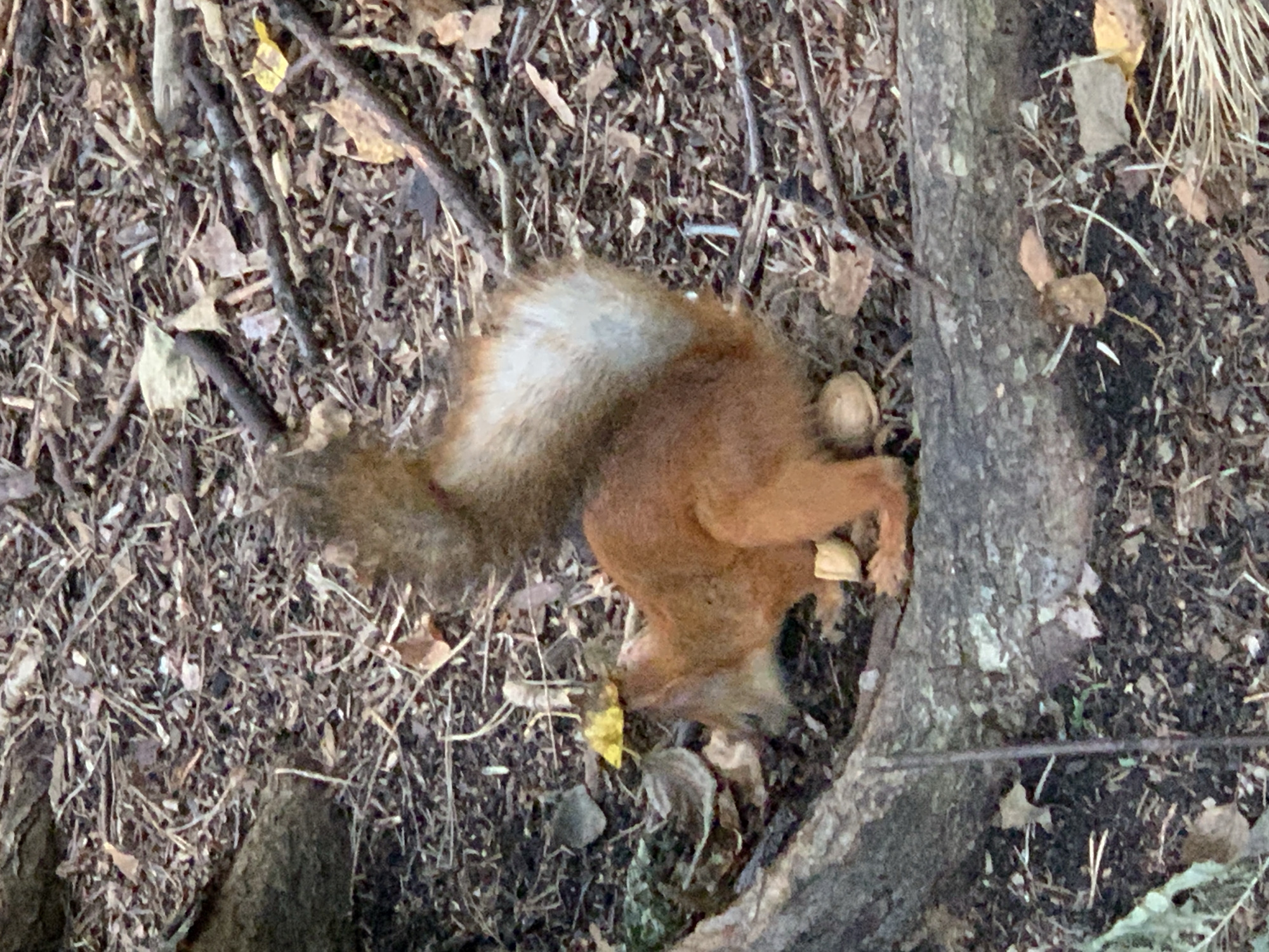 A red squirrel is foraging on the ground in a forest area, possibly in Prokopyevsk, Russia. The squirrel is reddish-brown with a bushy tail that has white tips. It is crouched down, with its head tilted as if inspecting something on the ground. There is a bright yellow leaf on the squirrel's head, positioned like a hat. The ground is covered in a thick layer of fallen leaves, twigs, and dirt, characteristic of a forest floor. Several nuts are visible on the ground near the squirrel. A large, rough-barked log runs across the foreground of the image, with the squirrel positioned beside it. The overall impression is of a natural, wooded environment where wildlife is active.