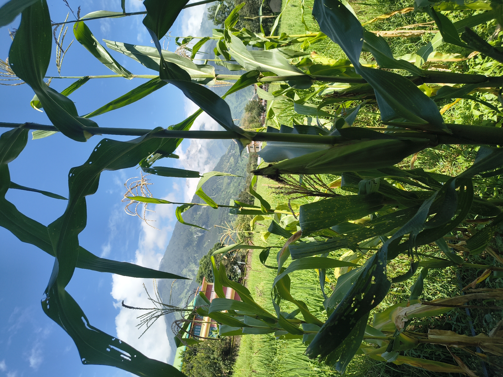 In Kandi, India, a vibrant scene unfolds with a close-up view of a cornfield against a backdrop of lush greenery and distant mountains under a bright blue sky with scattered clouds. The foreground is dominated by tall, green corn stalks, their broad leaves casting shadows and creating a sense of depth. One stalk, prominently featured, displays a developing ear of corn. Beyond the cornfield, a field of green crops, possibly rice paddies, stretches out, leading towards a building with a red and green facade nestled amongst trees. The scene culminates with the majestic, mist-shrouded peaks of mountains in the distance, hinting at the natural beauty of the region. The lighting suggests it is daytime, likely late morning or early afternoon, with the sun high in the sky. There are no people visible in the image.