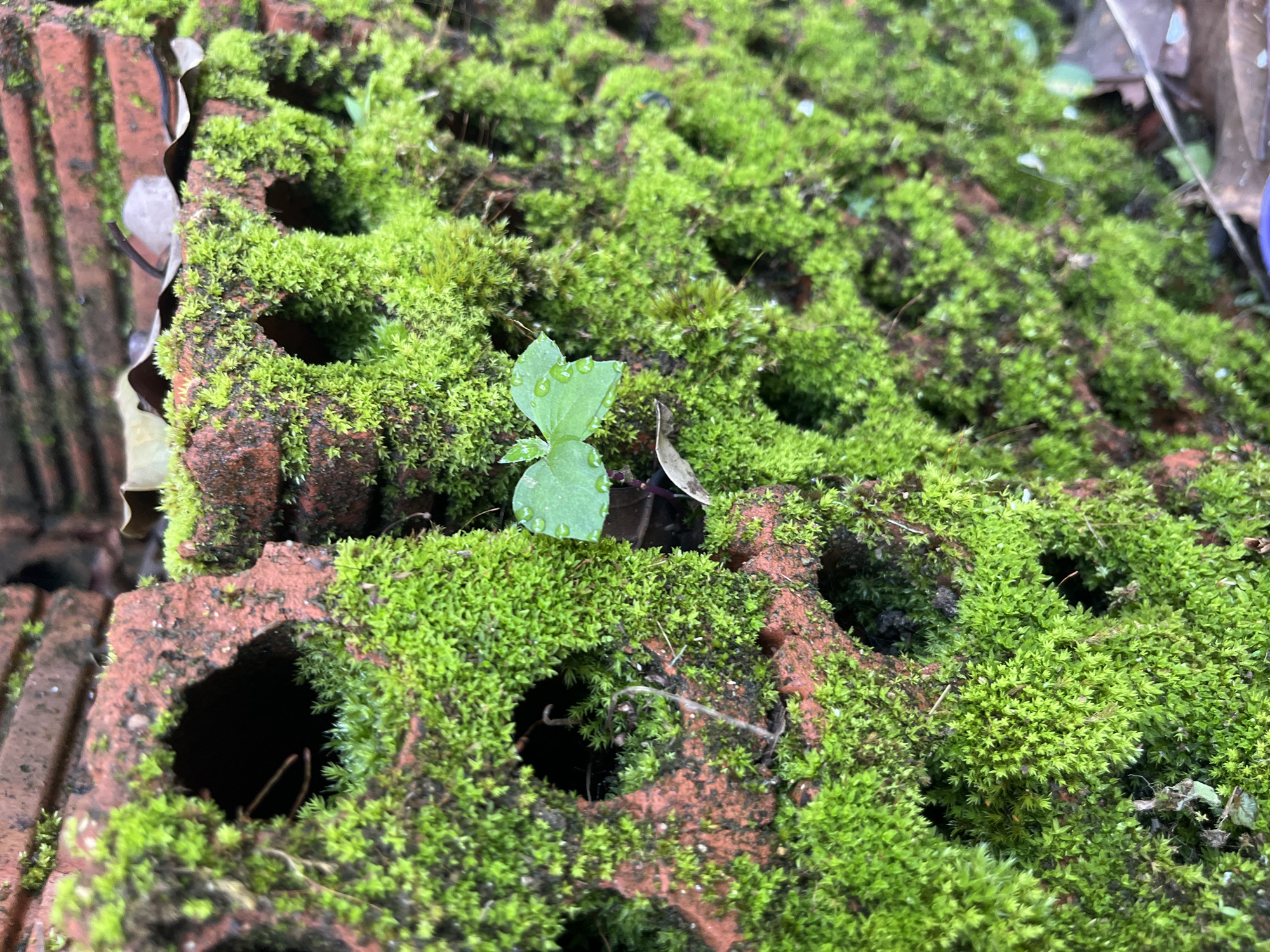 The image displays a close-up view of a moss-covered, porous brick wall, likely located outdoors in a natural or semi-natural environment. The bricks are reddish-brown and show signs of age and weathering, with circular openings visible throughout their structure. A vibrant green moss blankets most of the surface, filling the porous holes and creating a soft, textured appearance. A small plant with two green leaves emerges from the moss in the center of the frame, adding a touch of life to the scene. The background is blurred, suggesting a shallow depth of field, and hints at further brick structures and possibly fallen leaves or debris. There are no people or animals visible in the image. The lighting appears to be diffused, indicating an overcast day or a shaded area. The specific location in Bo Y, Vietnam cannot be determined from the image alone, as it lacks any identifying landmarks or contextual cues.