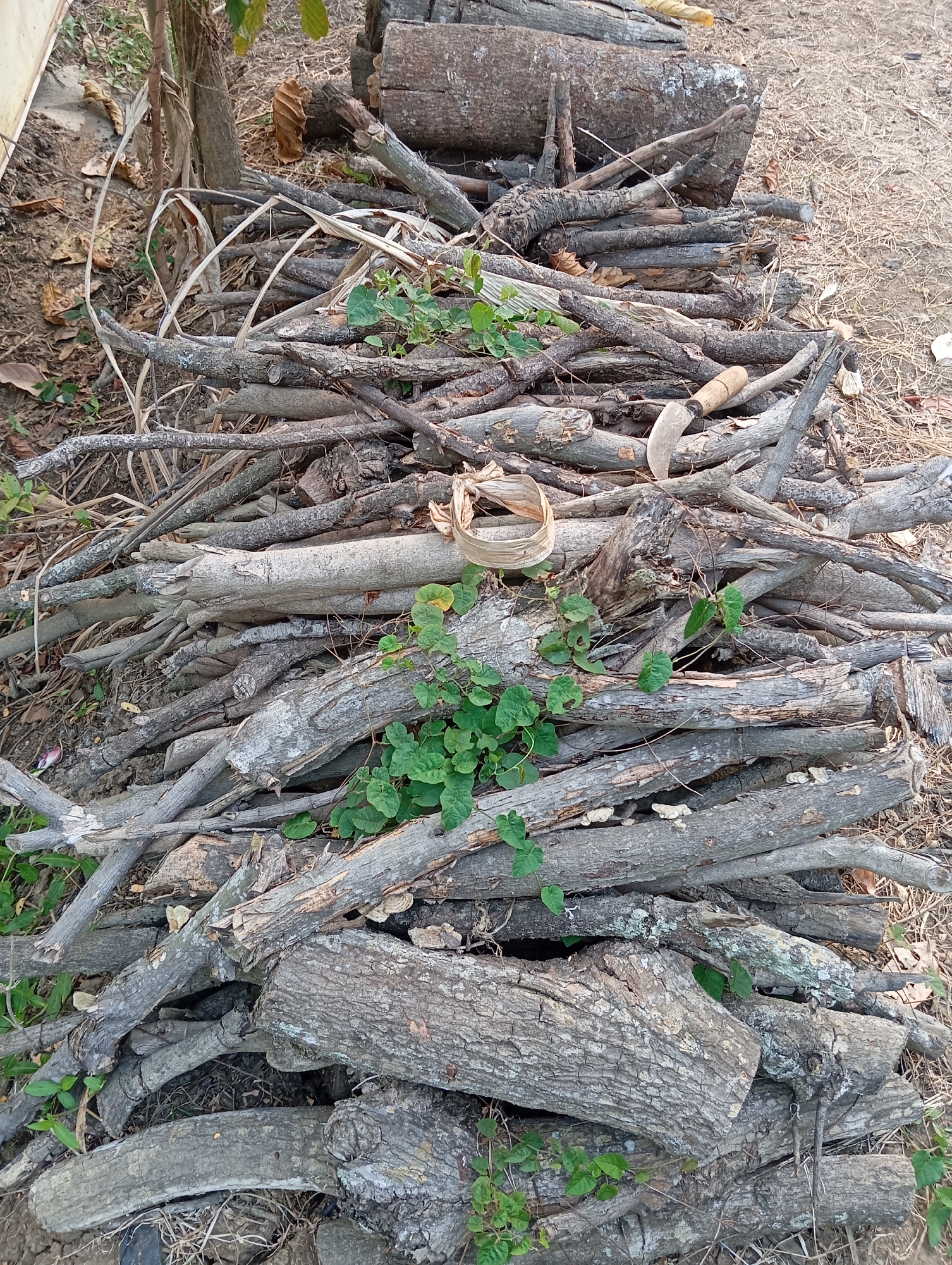 A pile of cut logs and branches is stacked on dry, brown ground, likely in Sudikampiran, Indonesia. The wood varies in thickness, with some larger logs forming the base and smaller branches layered on top. Green vines with heart-shaped leaves are growing up through the pile in several places. A gardening tool with a curved blade and a wooden handle is positioned on top of the wood pile. The environment appears dry and somewhat unkempt, with scattered dry leaves and grass. The image is taken from a high-angle perspective, looking down onto the pile.