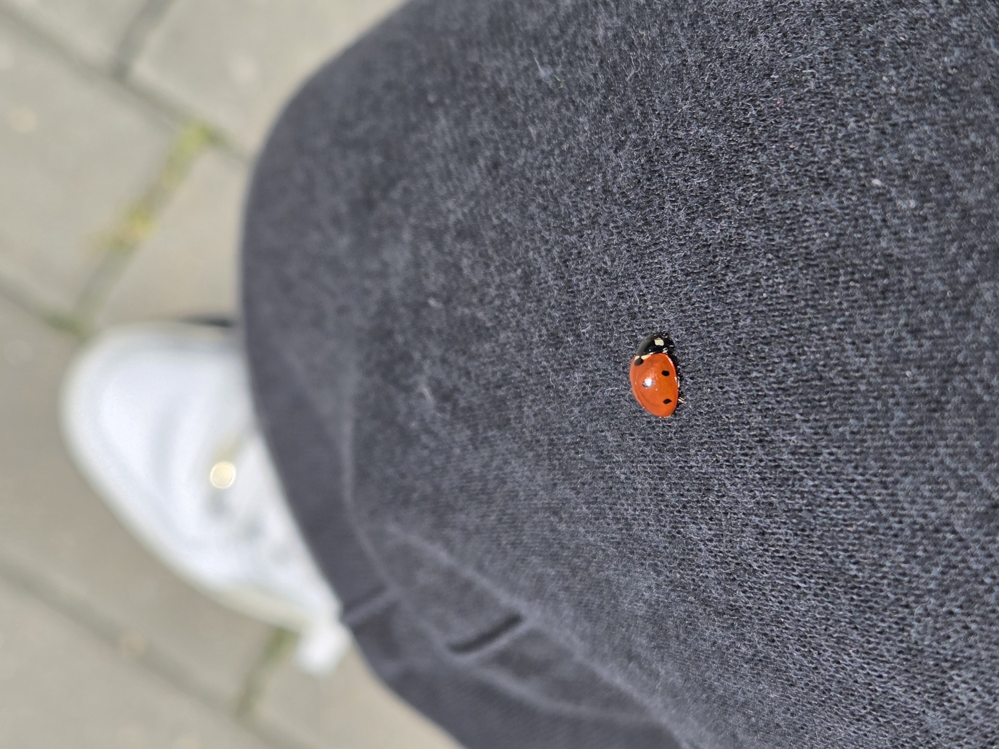 A ladybug rests on the dark gray clothing of a person standing on a sidewalk in Varna, Bulgaria. A white shoe is visible near the left edge of the frame. The sidewalk is made of gray paving stones.
