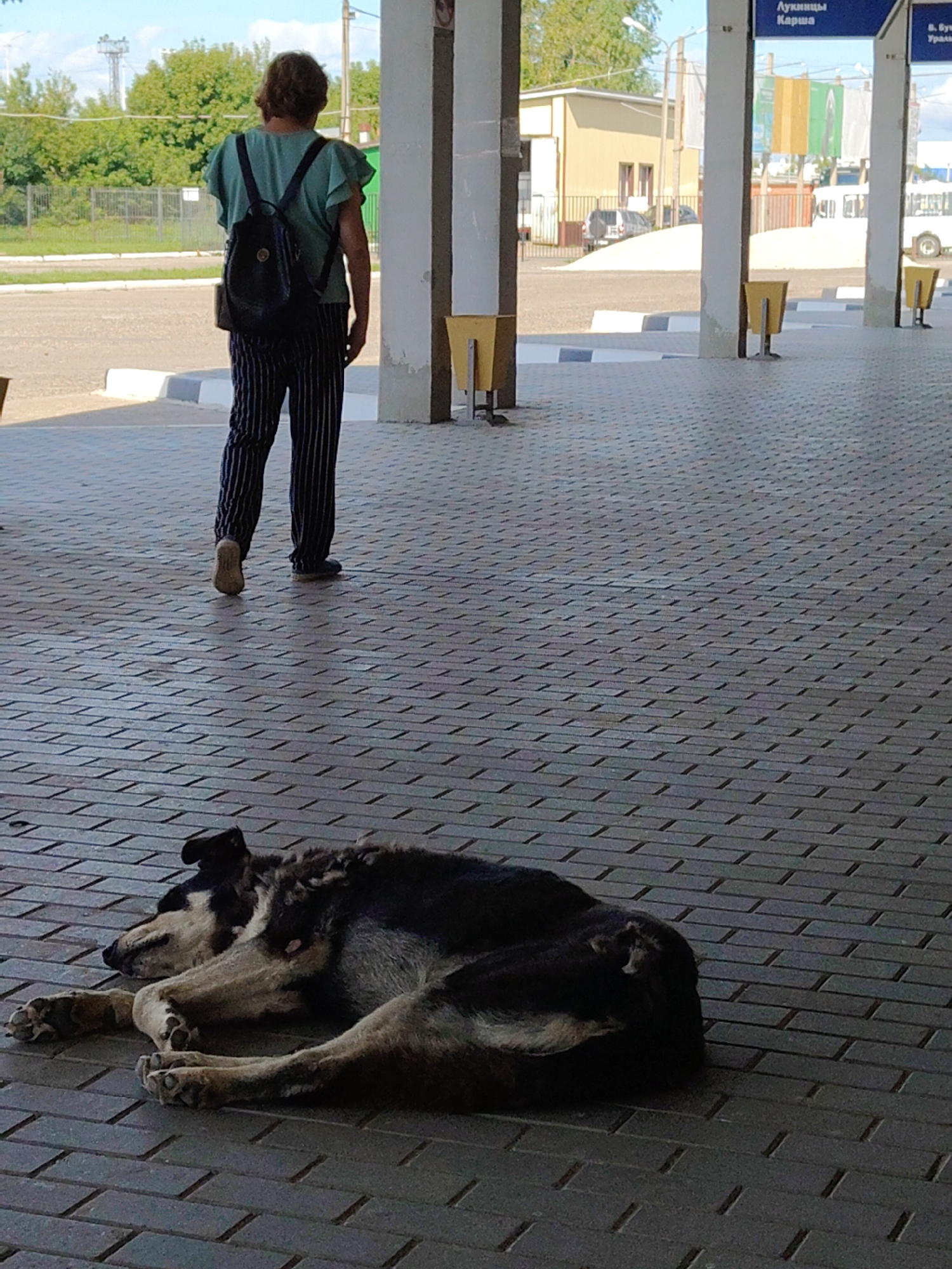 A person wearing a green top and striped pants walks away from the camera on a brick-patterned walkway. The person is carrying a black backpack. In the foreground, a medium-sized dog with black and tan fur is sleeping on the walkway. The background shows a bus stop with white pillars and signs. Trees and buildings are visible beyond the bus stop. The overall scene appears to be an outdoor public area.