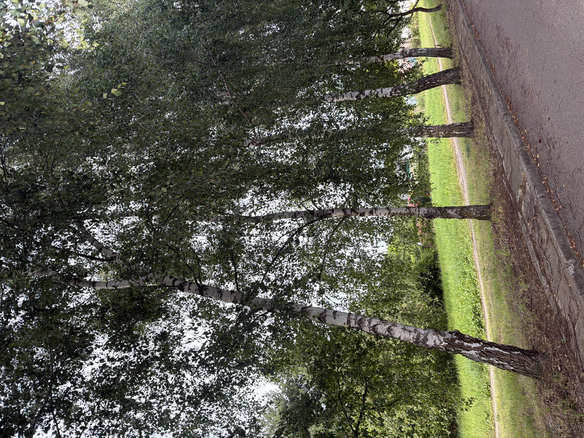 The media file shows a row of birch trees lining a road. The trees are tall with white, papery bark, and their branches are covered in dense green leaves. Sunlight filters through the leaves, creating dappled patterns on the ground. The road is paved and runs alongside a grassy area. There is a concrete curb separating the road from the grass. The scene appears to be in a park or a suburban area. The time of day is likely daytime, and the weather seems to be pleasant, with clear skies and sunlight. The location is identified as Szczecin, Poland. There are no people or animals visible in the image, nor any specific events taking place. The overall mood is serene and natural.