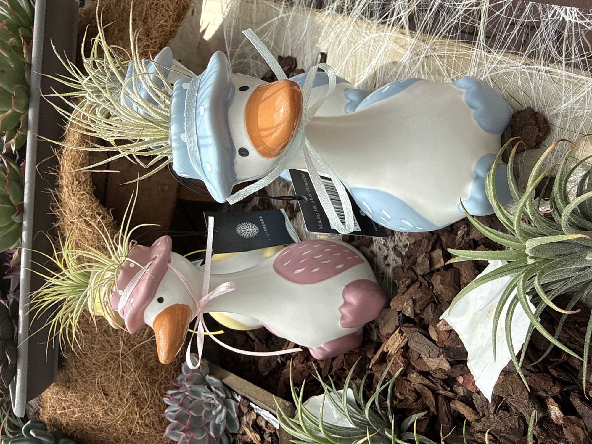 The image shows two duck-shaped planters, each holding an air plant. The left duck is wearing a pink hat with white polka dots and a pink ribbon. It has pink accents on its wings and feet. The right duck is wearing a blue hat with white polka dots and a blue ribbon. It has blue accents on its wings and feet. Both ducks have orange beaks and black eyes. They are sitting on a surface covered with wood chips and dried plant material. In the background, there are other plants and a dark grey planter. The scene appears to be an outdoor display, possibly in a garden center or a market. There are no people or animals visible in the image. The environment is bright and appears to be daytime. The specific location in Fritzlar, Germany, cannot be determined from the image alone.