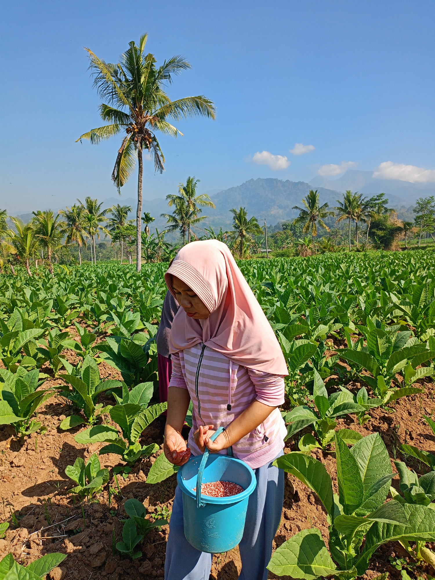 A woman, wearing a light pink hijab and a pink and white striped long-sleeved shirt, is standing in a large field of tobacco plants in Panduman, Indonesia. She is holding a blue bucket in her right hand, which contains small, reddish-orange seeds. Her left hand is extended, and she appears to be picking or scattering seeds. Another person, wearing a dark shirt and pink pants, is partially visible behind her, also in the field. The tobacco plants are green and have large leaves. The ground is dry and brown soil. In the background, there are several palm trees, and beyond them, rolling hills covered in vegetation and mountains. The sky is clear and blue.