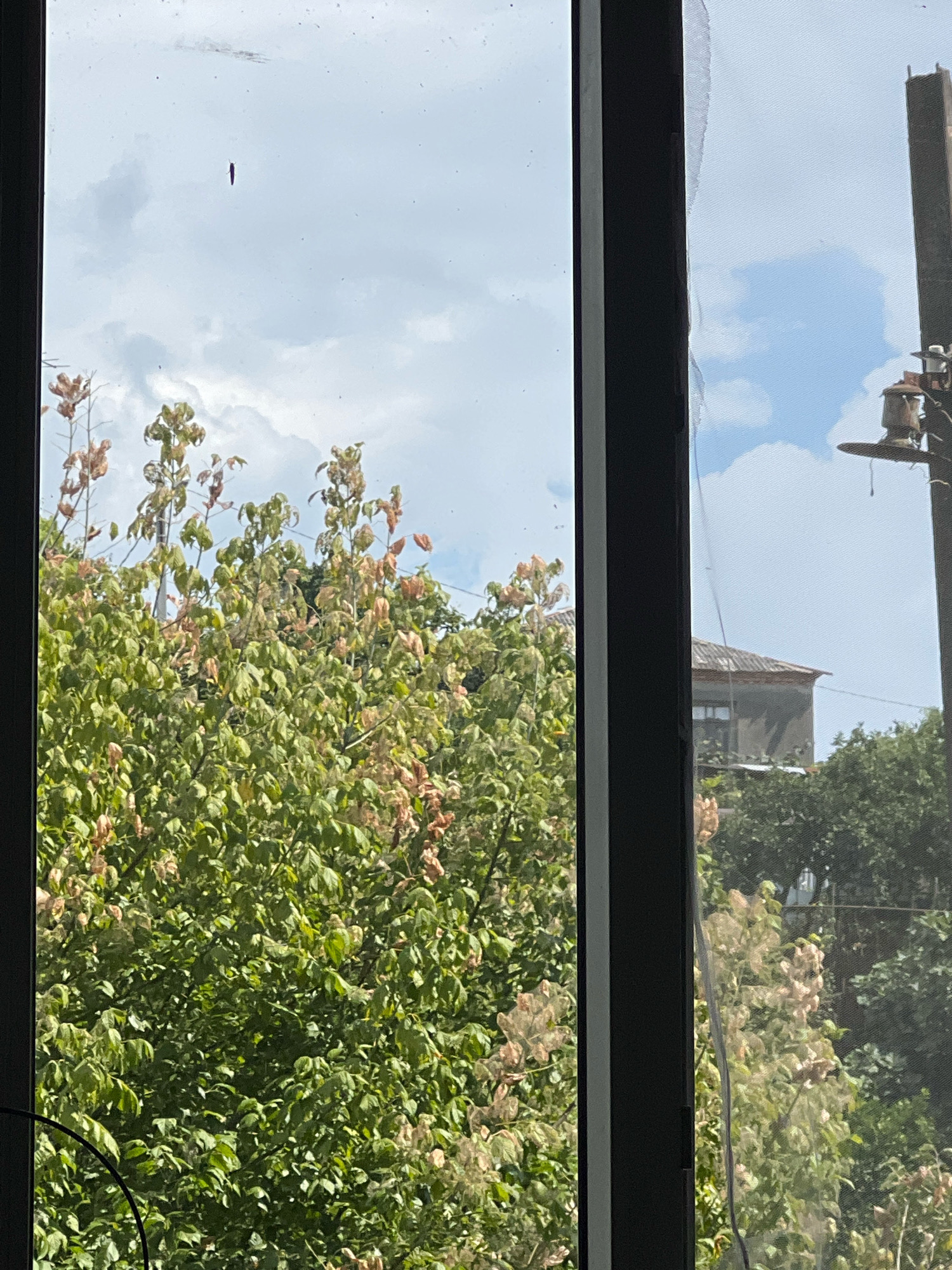 The image shows a view through a window in Sokhumi, Abkhazia. In the foreground, a dark window frame divides the scene. The left side of the frame reveals a dense canopy of green leaves with some lighter, possibly dried, foliage interspersed. A single small, dark, insect-like object is visible against a cloudy sky in the upper left portion of this section.
The right side of the frame shows a clear sky with fluffy white clouds. A tall, dark pole with electrical insulators and a fixture resembling a lamp or speaker is visible on the far right. Behind this pole, a building with a visible roofline and windows can be seen, partially obscured by trees. The foliage on the right side of the frame appears less dense than on the left, with more visible dried leaves. The overall impression is an outdoor scene viewed from an interior space, with a mix of natural elements and urban infrastructure.