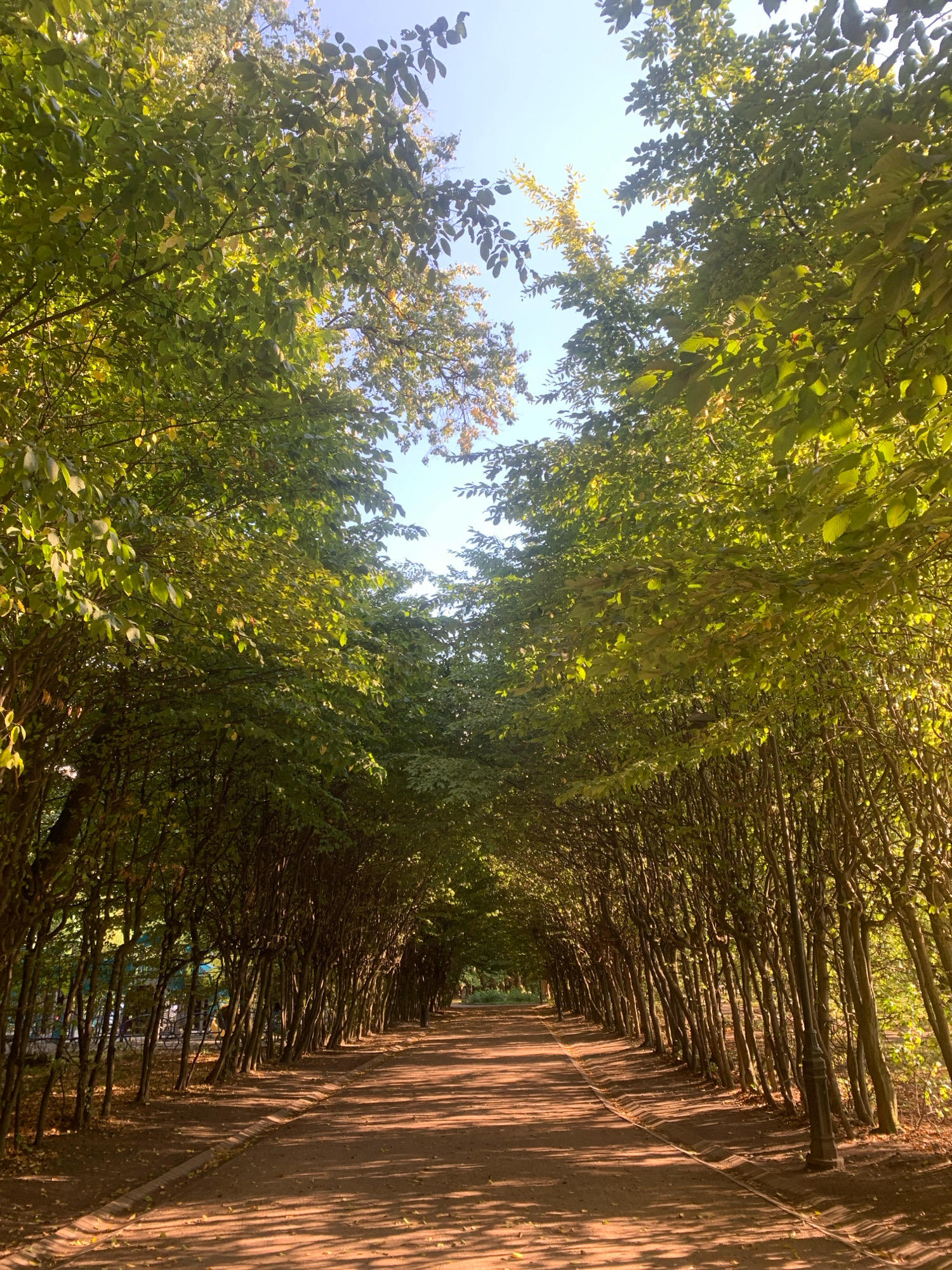 This is a photograph of a tree-lined pathway in Lviv, Ukraine. The path is made of reddish-brown dirt and is bordered by manicured hedges of trees. The trees on either side of the path are closely planted, forming an archway over the path. Sunlight filters through the leaves, casting dappled shadows on the ground. The leaves are a mix of green and yellow, suggesting it might be late summer or early autumn. The sky above is clear and blue. The scene evokes a sense of tranquility and natural beauty, possibly a park or a botanical garden. There are no visible people or text in the image. The time of day appears to be late afternoon, given the long shadows.
