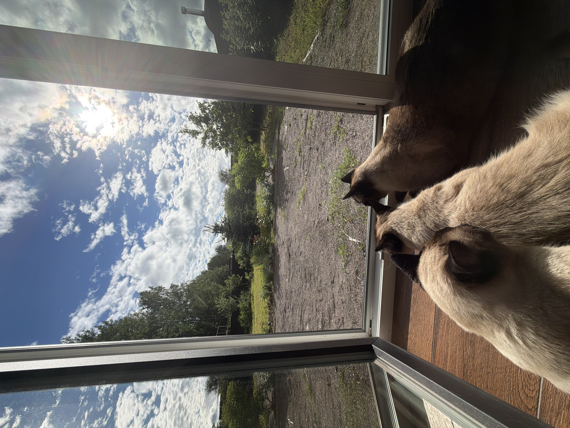 The image shows two Siamese cats looking out of a large open window onto a gravel yard with trees and grass. The sun is shining brightly in a blue sky with fluffy white clouds, indicating it is daytime and the weather is fair. The cats are positioned on a wooden floor indoors, with their heads and shoulders visible as they peer outside. The scene suggests a peaceful, domestic setting in Steklyannyi, Russia, where the cats are observing the outside world. The bright sunlight creates lens flare and reflections on the glass.