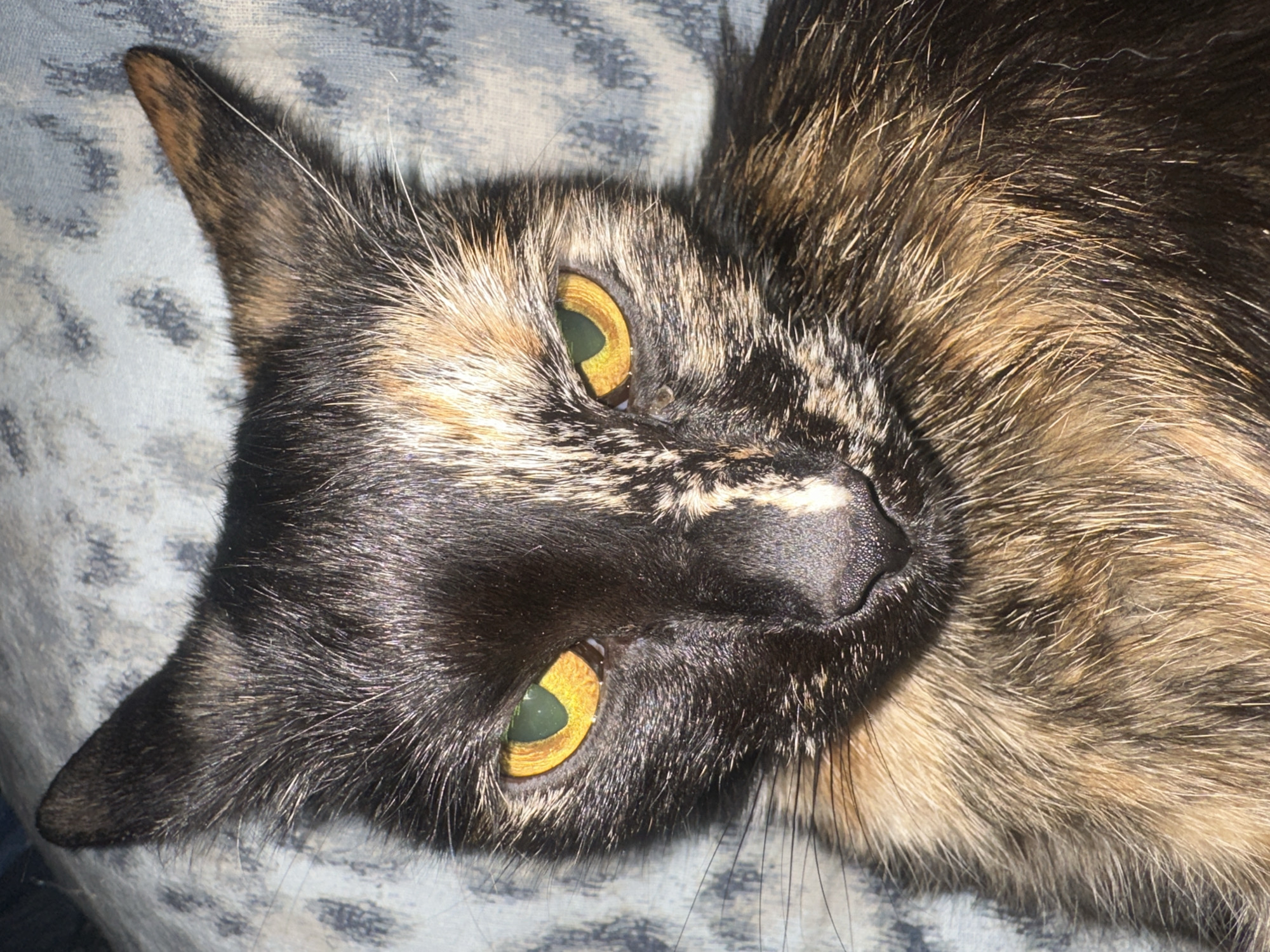 This is a close-up, head-on, medium shot of a tortoiseshell cat. The cat's fur is a mix of black, brown, and orange. Its eyes are a striking yellow-green color, and its pupils are dilated. The cat's ears are pointed, and its whiskers are long and prominent. The background is a blurry blue and gray patterned fabric. There are no people or explicit actions depicted, and the location is unknown.