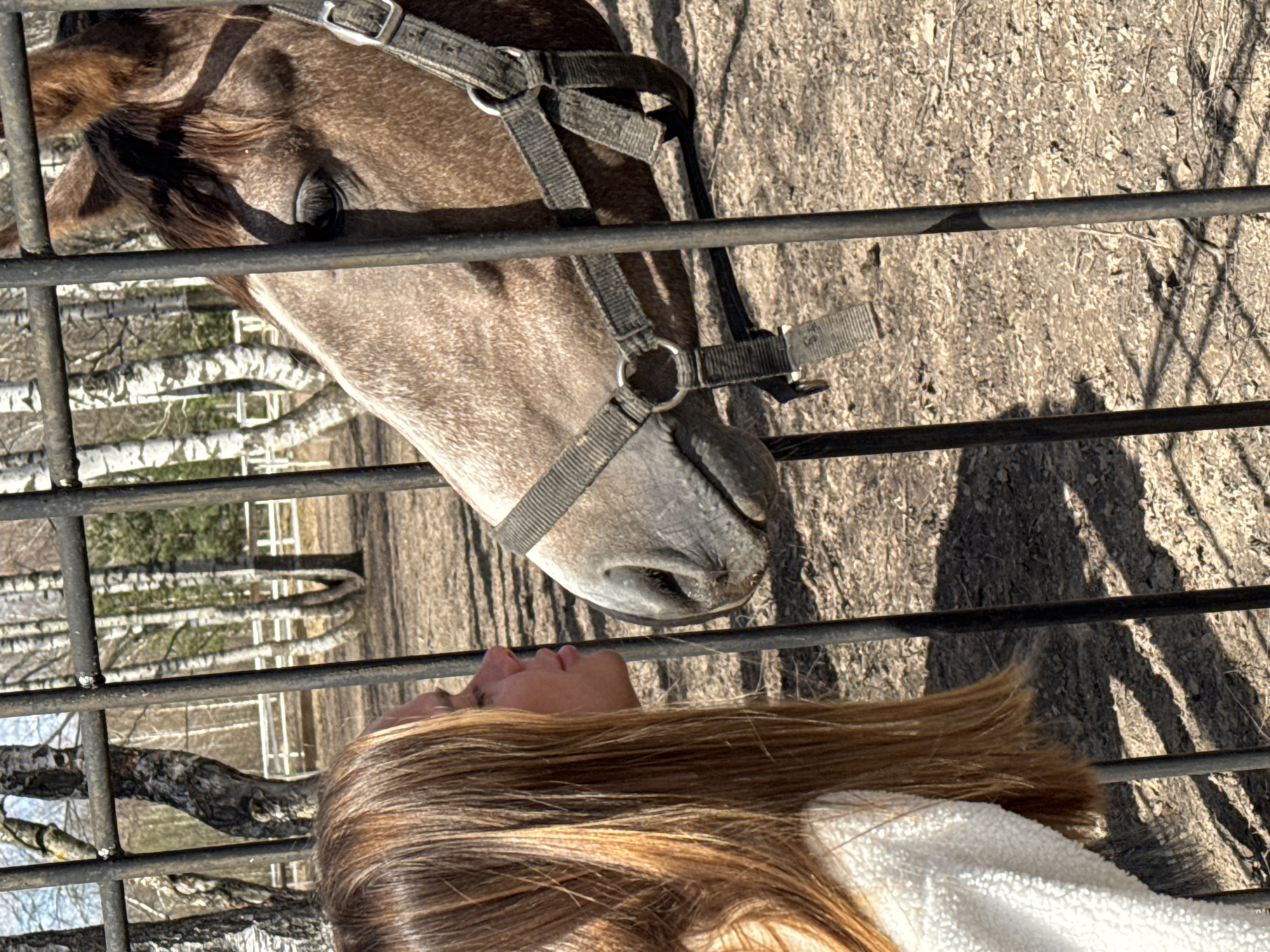 A horse with a gray bridle and a fair-skinned person with brown hair stand on opposite sides of a metal fence in an outdoor environment. Behind the fence, birch trees are visible. The location is Вершилово, Russia.