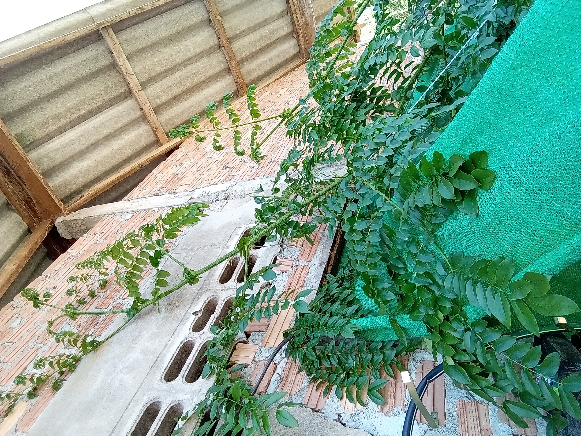 The image captures a low-angle view of a building's exterior wall and an adjacent roof structure in Ko Siboya, Thailand. No individuals are present.
The building wall is constructed from a combination of exposed red bricks and sections covered with light grey, textured concrete or plaster. Integral to the upper part of the wall are several horizontal concrete ventilation blocks, each containing multiple oblong-shaped apertures. A black electrical conduit, secured by a brass-toned metal bracket, is mounted on the lower-left portion of the concrete wall.
Dense green foliage from a climbing plant or shrub is prominent, covering significant portions of the wall and extending upwards. The plant's leaves are compound, consisting of numerous small, ovate leaflets arranged along slender stems. These stems are seen growing both directly on the wall surface and intermingling with a bright green, wide-mesh fabric, which occupies the lower and central-right sections of the frame. A thin white string or cord is visible stretched across the green mesh.
In the upper right, a roof structure is visible, composed of grey, corrugated sheets, likely made of asbestos-cement. The underside of this roofing material is supported by a framework of weathered wooden beams and purlins. A vertical concrete pillar or support beam is also present, connecting the wall structure to the roof assembly.