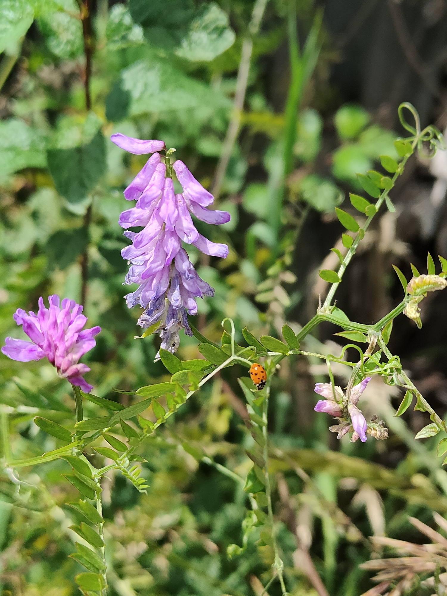 A close-up, eye-level, outdoor, natural light photograph shows two flowering plants with purple blooms and a ladybug. The plant on the left has a cluster of open, pinkish-purple flowers. The plant on the right has a spike of small, delicate purple flowers, some of which are wilting. A bright orange and black ladybug is perched on a green stem between the two plants. The background is a blur of green foliage and muted browns, suggesting a natural setting such as a meadow or garden. The image does not provide specific details about the city of Jaña Būqtyrma, Kazakhstan.