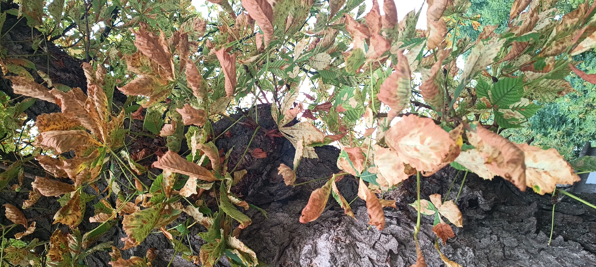 An upward-facing, medium shot captures a chestnut tree trunk and branches with leaves in various stages of autumn coloration, ranging from green to brown and yellow, against an overcast sky. The bark of the tree is rough and deeply grooved. The leaves are palmately compound, with several leaflets radiating from a central point. Some leaves are partially or fully desiccated, with curled edges and brown spots, while others retain a healthy green hue. The scene is a natural environment, possibly a park or street in the city of Kamianka, Ukraine, suggested by the presence of a fence and greenery in the background, typical of a temperate climate during the fall season. There are no people or animals visible in the image.
