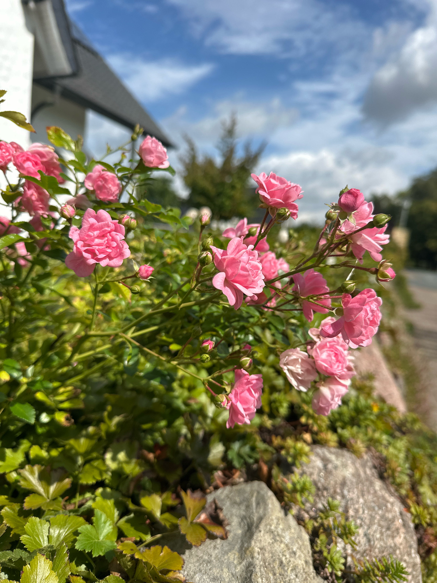 In Samtgemeinde Thedinghausen, Germany, a close-up, low-angle shot captures a cluster of small pink roses in full bloom. The roses, with their delicate petals, are the primary focus, with some buds also visible. They are set against a backdrop of lush green foliage. In the background, a blurred view of a building with a dark roof is discernible, along with a bright blue sky dotted with white clouds. A stone border runs along the right side of the frame, hinting at a garden or pathway. The lighting suggests it is daytime, with sunlight illuminating the scene.