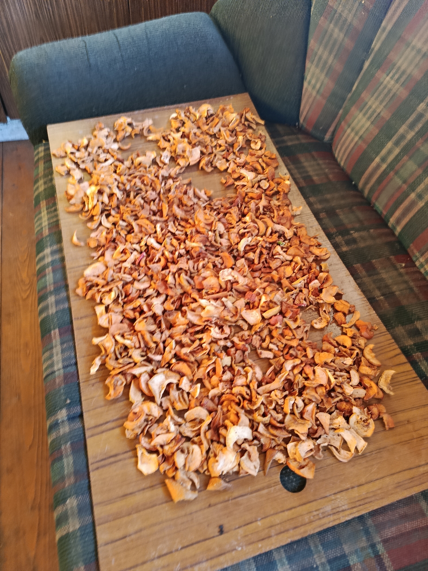 A wooden board covered with a pile of dried apple slices sits on a couch with a plaid fabric upholstery. The apple slices are various shades of orange and brown, with some appearing lighter and others darker. The board has a circular cutout. The couch is dark green on the arms and has plaid cushions with green, red, and beige stripes. The background shows wooden paneling and a floor. The scene appears to be indoors, possibly in a home setting in Verеya, Russia. The lighting suggests it could be daytime. There is no visible text in the image. The activity depicted is the drying of apple slices, likely for consumption or storage.