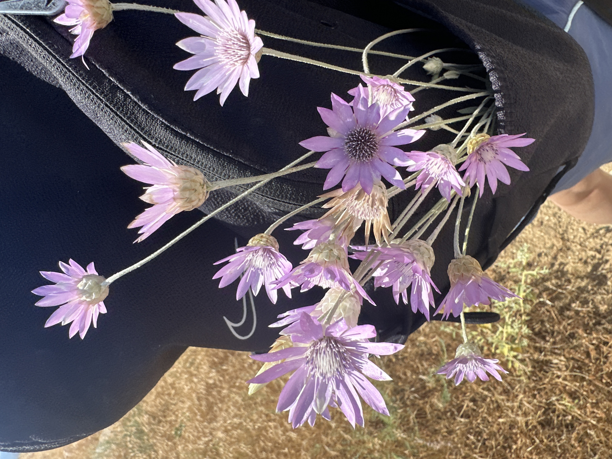 A close-up, eye-level shot captures a bouquet of pale purple everlasting flowers nestled in the black fabric pocket of a backpack. The flowers, with their delicate, star-shaped petals and papery texture, are the primary focus. Their stems are slender and pale green, some reaching upwards and outwards, while others curve downwards. The backpack's zipper and textured fabric are visible behind the flowers. To the left and in the background, dry, golden-brown grass and vegetation suggest an outdoor, possibly arid environment. The lighting indicates a bright, sunny day. The image is devoid of any recognizable city landmarks or specific urban features, making its location "Unknown, Unknown."