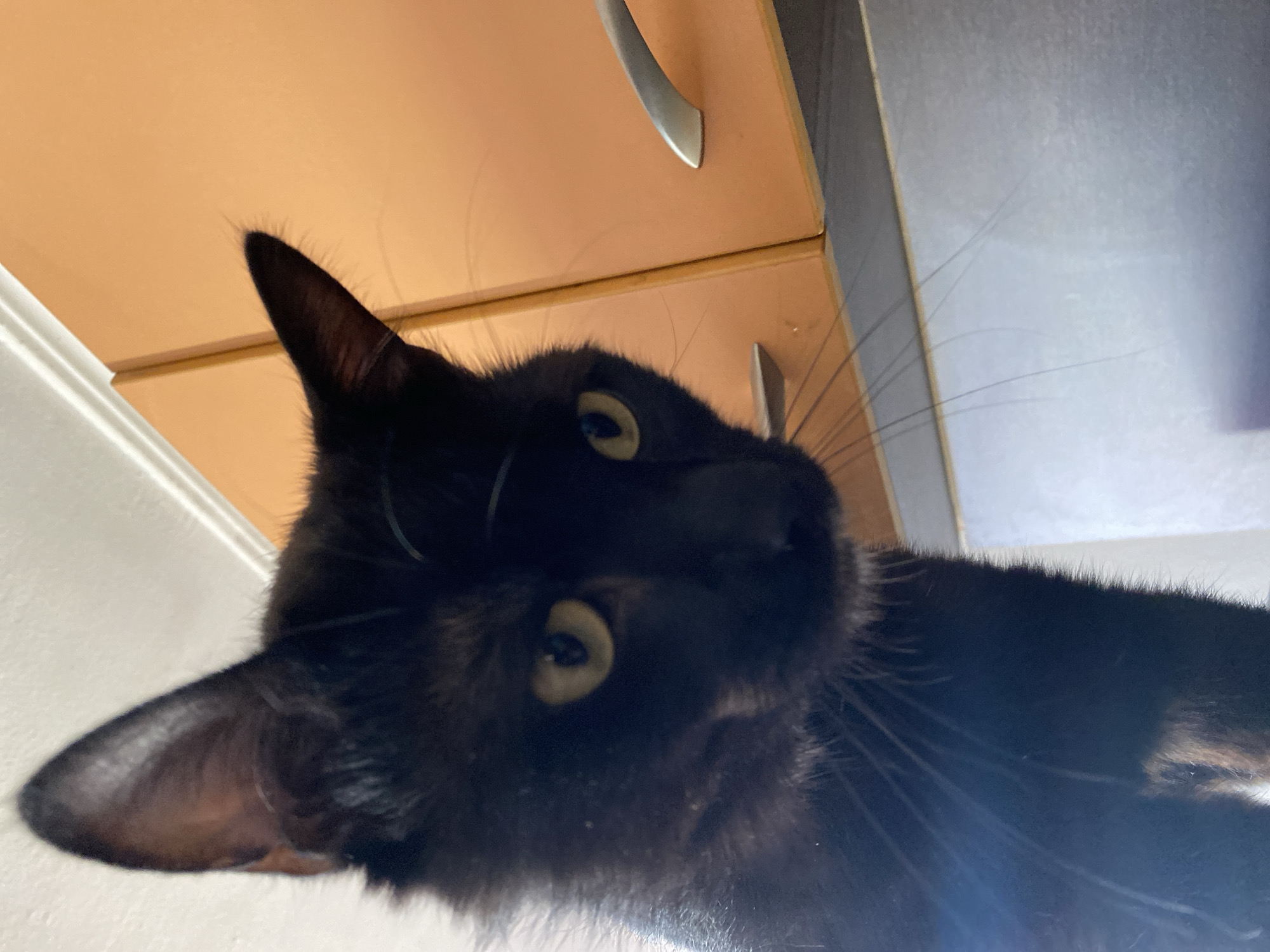 A black cat is viewed from below, its face filling much of the frame. The cat has green/yellow eyes and long whiskers. Behind the cat are cabinets with silver handles. The location is not determinable from the image.