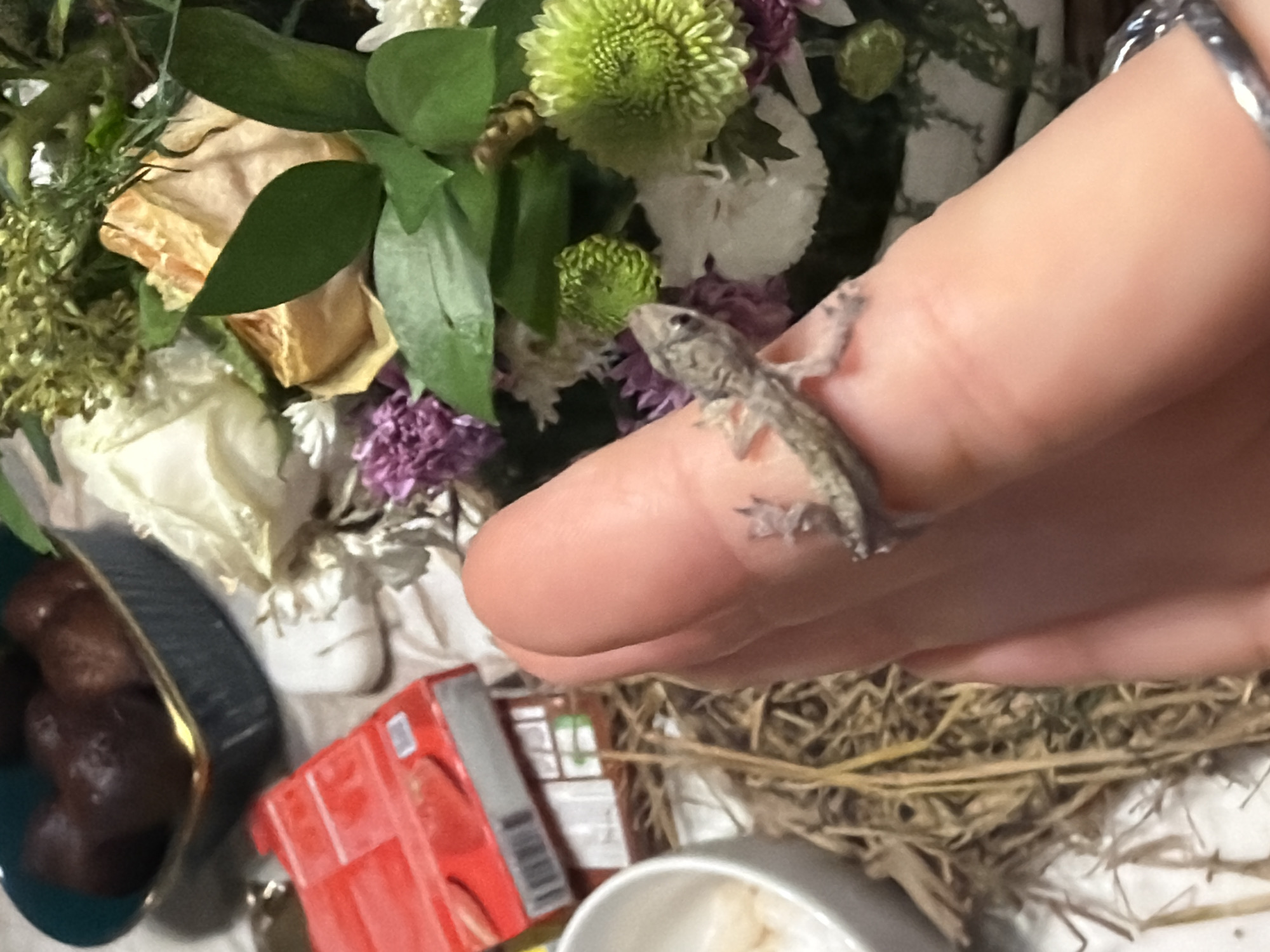 A small, grey gecko is perched on the index finger of a light-skinned person's hand, the hand also adorned with a silver ring. Behind the hand are various items including a floral arrangement of white, green, and purple flowers, a blue bowl containing dark-colored round objects, a red and grey box, and a light-colored bowl. Straw-like material is also visible in the lower right corner. The image was taken indoors in Kerobokan, Indonesia.