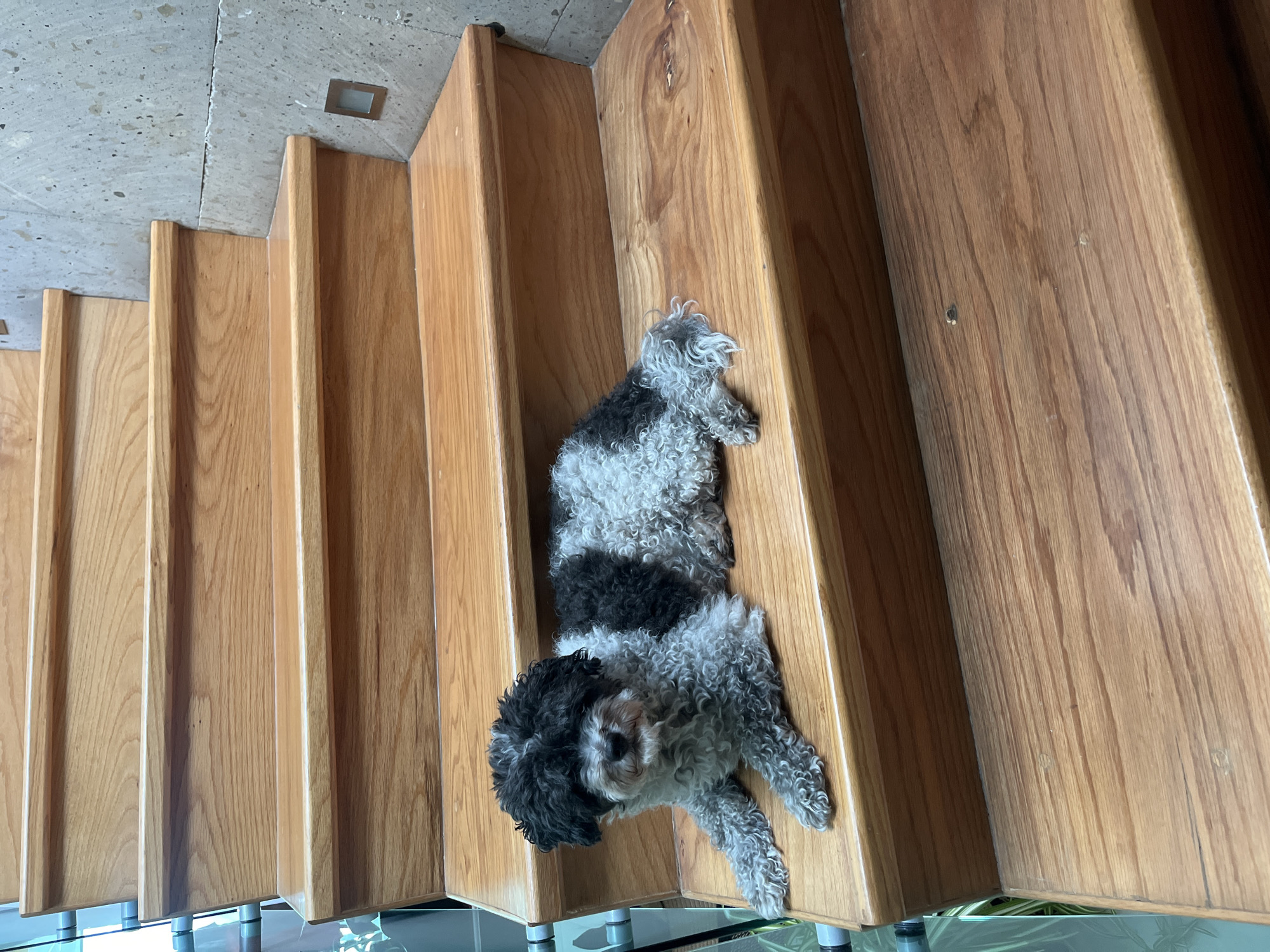 This image, captured in the Barrio de Nuevo León, Mexico, displays a small, bi-color canine resting on a polished wooden staircase. The dog, a curly-haired breed exhibiting black fur on its head and a stripe across its back, contrasting with grey fur on the remainder of its body, is positioned lying down on the third visible step from the bottom, facing directly towards the viewer. The staircase consists of multiple light brown, smooth wooden steps with slightly rounded nosings. To the left of the stairs, a transparent glass railing with metal fixtures is visible, behind which green plant foliage is present. To the right, a textured light grey stone or concrete wall runs alongside the stairs, featuring a small, square, recessed light fixture with a metallic bezel embedded within it. The scene presents a clean, modern indoor environment.