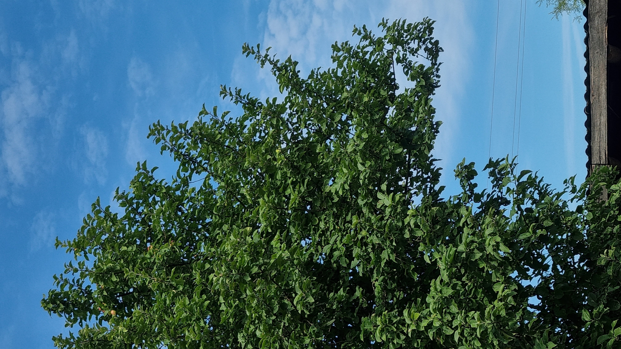 The image depicts an outdoor scene with a large, leafy green tree dominating the left and central portions. The sky is a vibrant blue with scattered white clouds. In the lower right quadrant, the roof of a structure, possibly a shed or garage, made of dark, weathered shingles and rough-hewn wood is visible. Two thin, dark lines, likely power or utility wires, stretch horizontally across the sky in the mid-ground. The lighting suggests it is daytime. The specific location is Vysokoe, Russia.