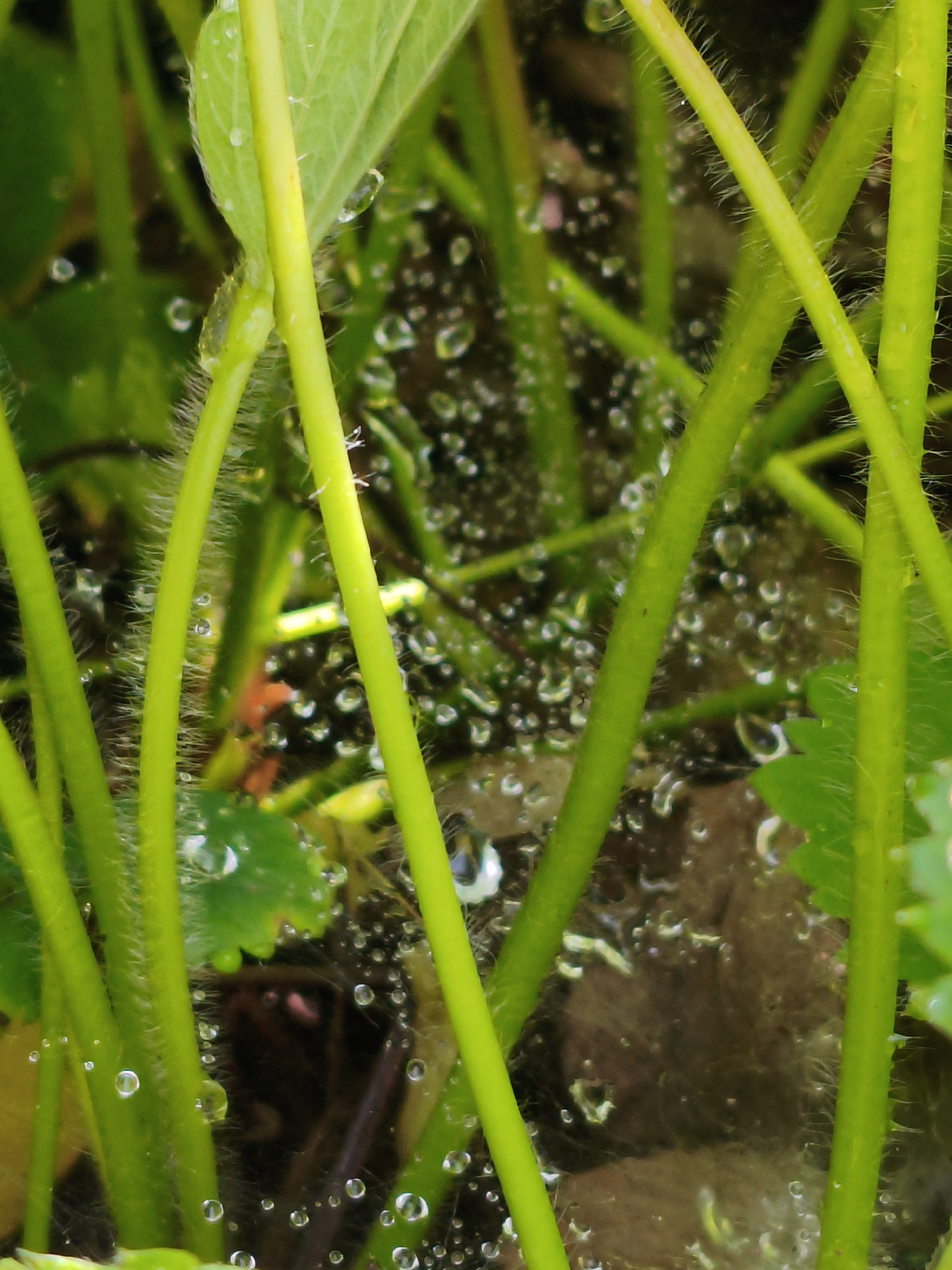 The image shows a close-up of green stems and leaves covered in numerous small water droplets. The stems are thick and have a fuzzy texture due to fine hairs. Some of the leaves are visible, also appearing wet. The background is out of focus and appears to be dark, possibly soil or decaying plant matter, with more water droplets scattered throughout. The lighting suggests it is daytime, possibly after rain or dew. There are no people or animals visible in the image. The image was taken in Orenburg, Russia, and depicts a natural, outdoor scene, likely a garden or a patch of vegetation.