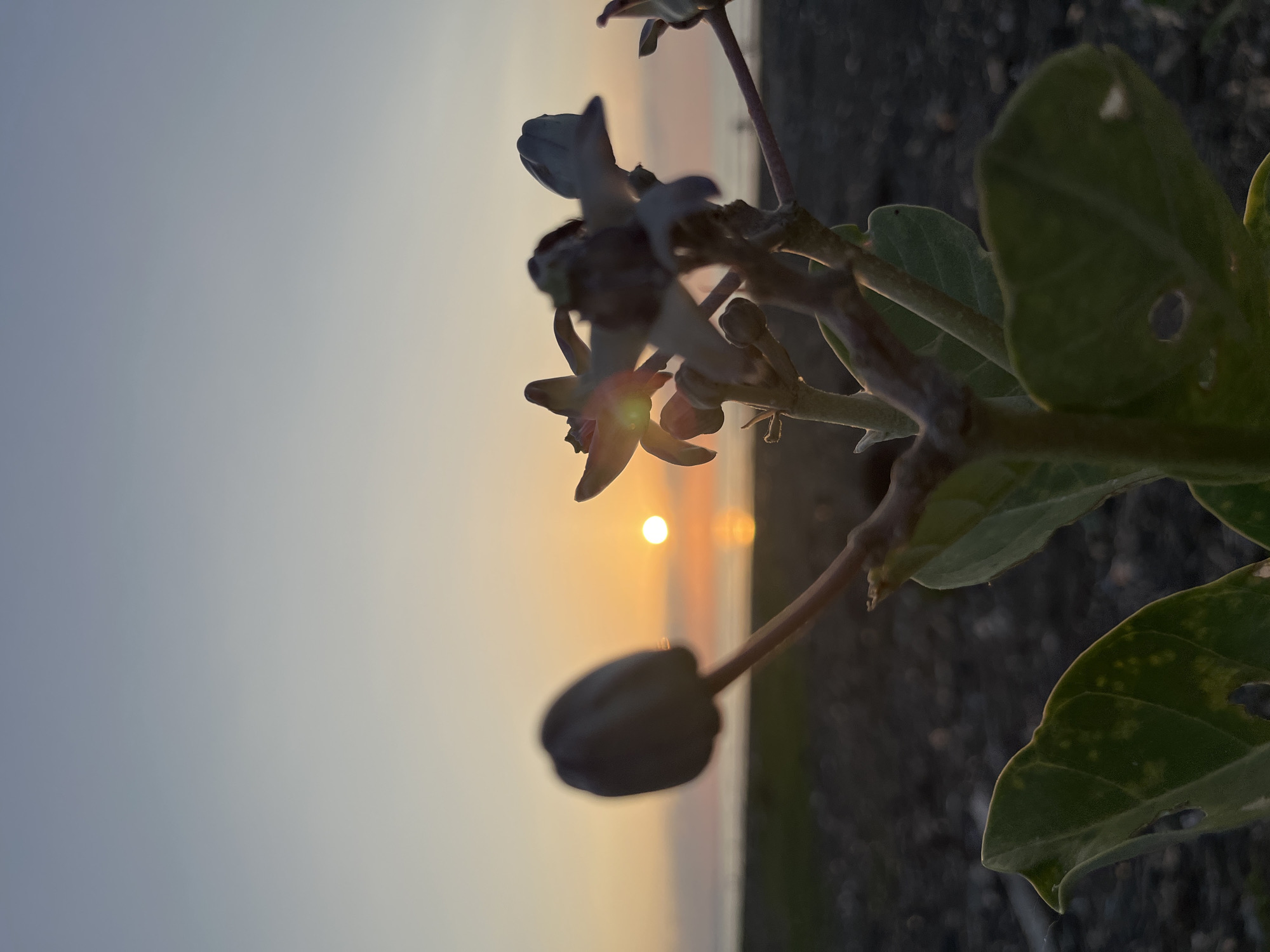 A close-up, low-angle shot features a blurry, budding flower in the foreground, with several open flowers and buds of the same species slightly further back. The plant has thick, green leaves. The background depicts a serene sunset over the ocean. The sun, a small, bright orb, is positioned just above the horizon, casting a warm glow across the sky and reflecting on the water. The horizon line is sharp, with a dark, indistinct shore and a sliver of land or beach visible between the water and the foreground plant. The sky transitions from a pale yellow and orange near the horizon to a soft blue at the top of the frame. The overall atmosphere is peaceful and tranquil. The scene is located in Meunasah Jurong, Indonesia.