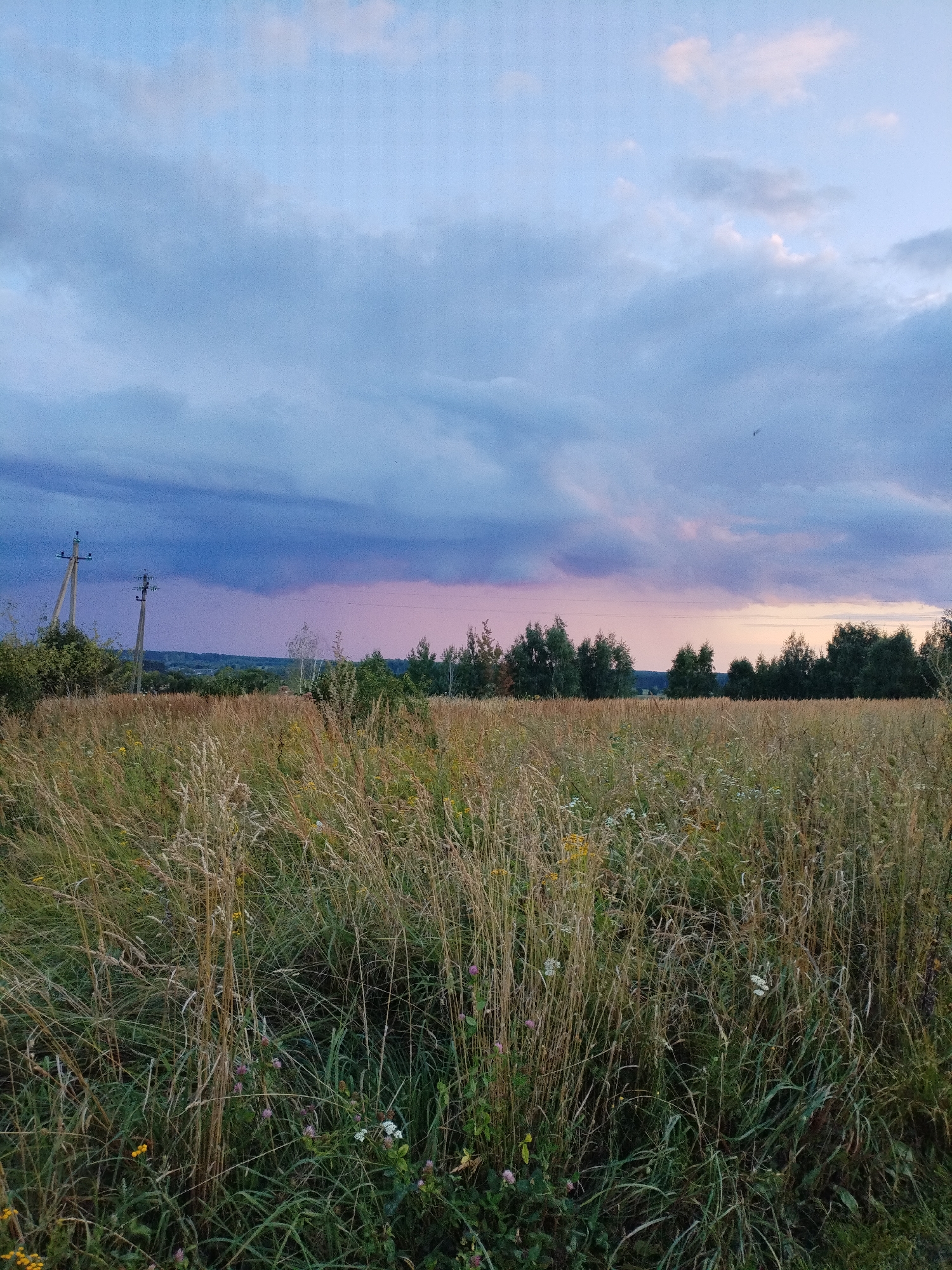 The image depicts a wide, low-angle shot of a field of tall, dry grass and wildflowers under a cloudy sky. In the background, a line of trees forms a dark silhouette against the lighter sky, with a hint of pink and purple hues suggesting dusk or dawn. Two utility poles with electrical wires stand on the left side of the frame, with a low, rolling landscape visible in the far distance. The overall impression is one of a rural or semi-rural setting, possibly at the edge of a town. There are no people or animals visible in the image, and no specific actions or interactions are occurring. The environment appears natural and undisturbed, with the focus on the textures and colors of the vegetation and the sky. The scene is likely located in Bialynichy, Belarus, given the context of the prompt.