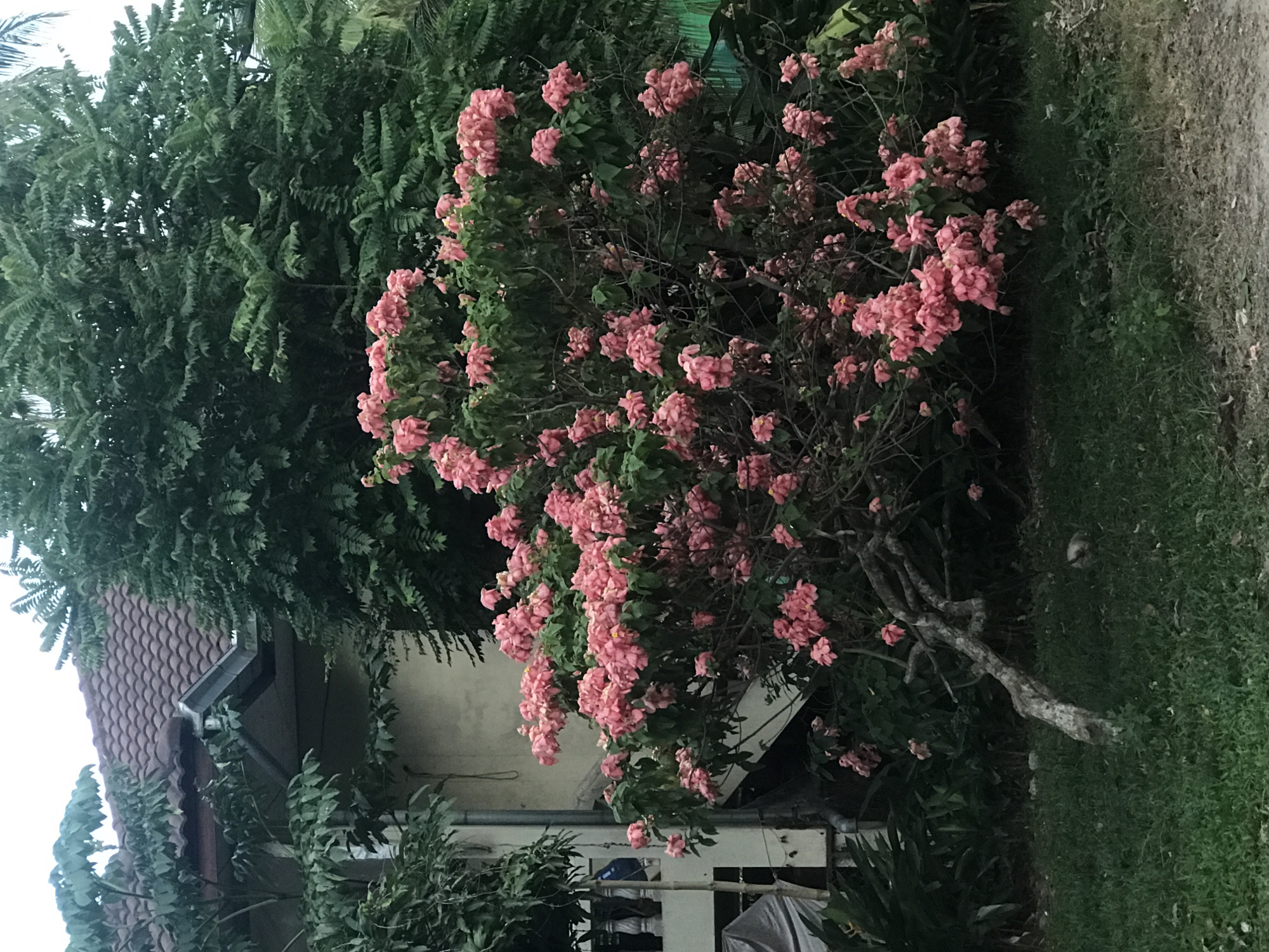 The image shows a Dona Queen Sirikit plant with pink bracts growing next to a house in Baan Mae Nam, Thailand. The house has a tile roof and light-colored walls. Green foliage is abundant around the house, including a large tree next to the Dona Queen Sirikit. Grass covers the ground in the foreground, and a dirt path is visible on the right side of the image.