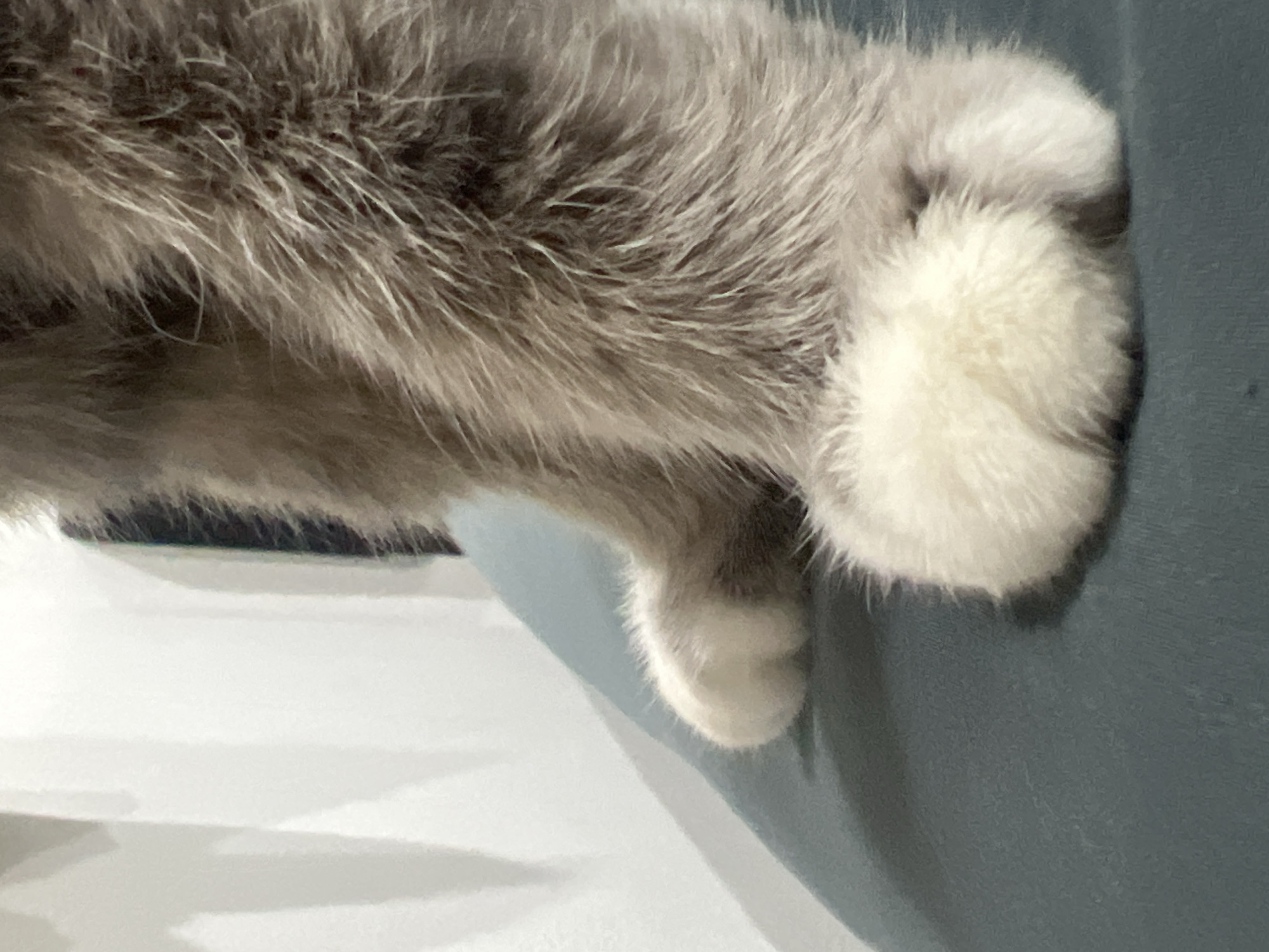 This is a close-up, low-angle shot of a cat's paws resting on a textured, teal-colored surface, possibly upholstery or a mat. The cat has fluffy, white paws with visible fur. The background is out of focus, showing a white, wall-like surface with faint shadows. The lighting creates a soft glow, highlighting the texture of the cat's fur and the surface. The image does not provide any information about the location in Choeng Thale, Thailand.