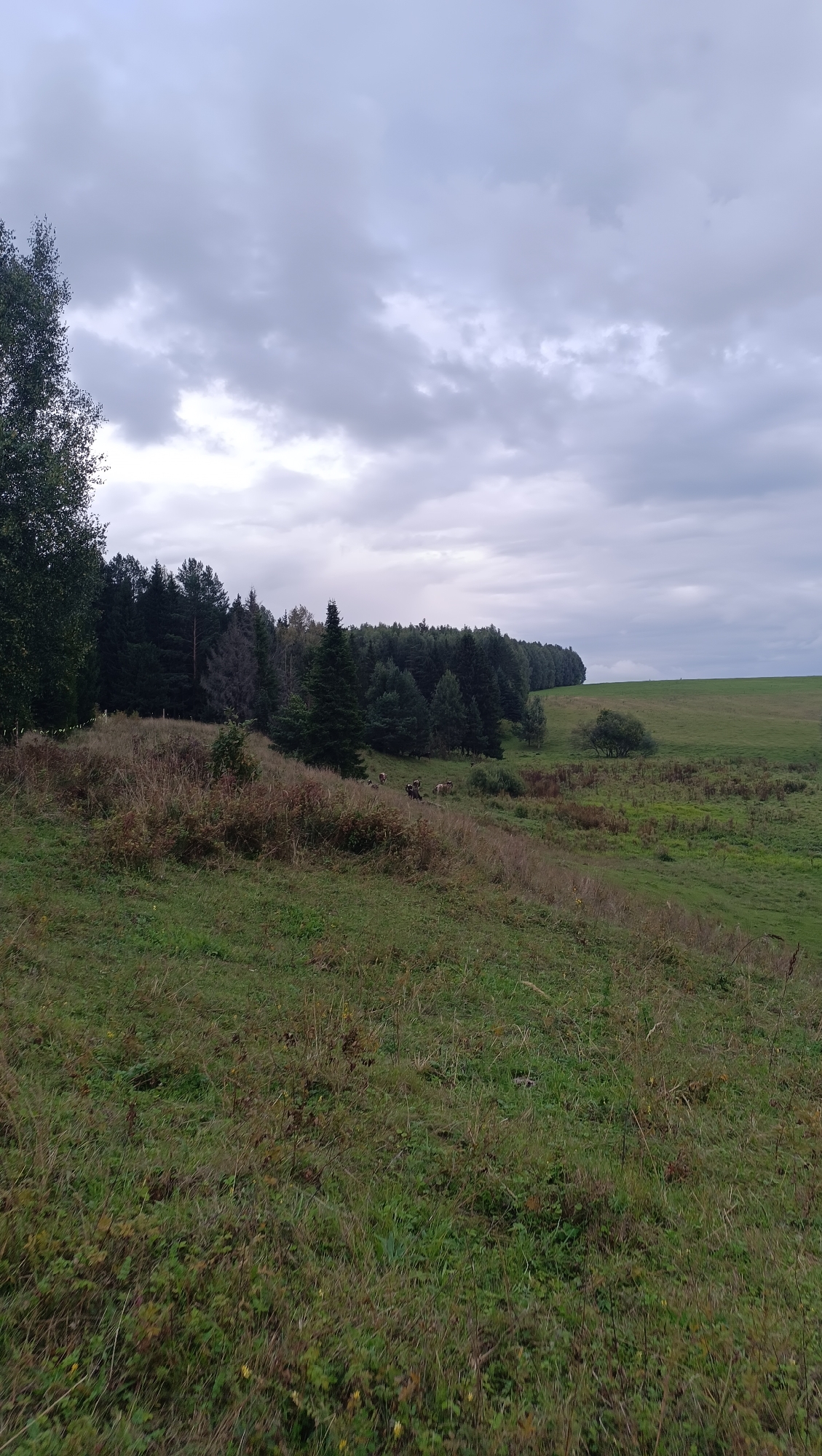 A slightly overcast sky hangs over a rolling green landscape. In the foreground, a grassy hill slopes downwards, with patches of dry grass and scattered small yellow flowers. A line of dark green coniferous trees borders the middle ground, creating a stark contrast with the brighter green of the distant fields. Several cows are visible grazing on the slope near the treeline. The background consists of a wide expanse of open grassland that stretches to the horizon, meeting the diffused light of the sky. The scene depicts a rural, natural environment, possibly on the outskirts of Karsha, Russia, characterized by its vast open spaces and agricultural elements.