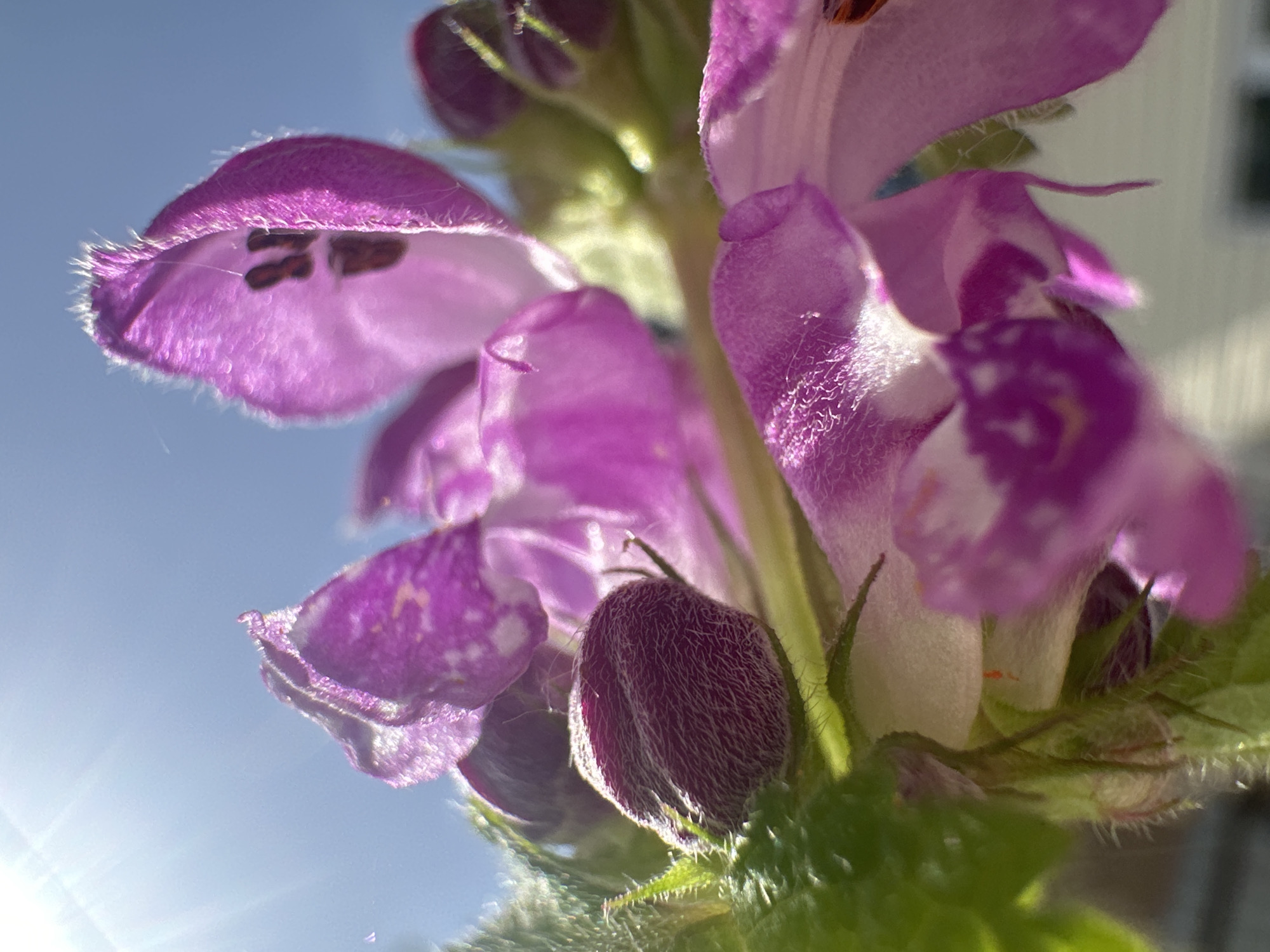 A close-up shot focuses on a cluster of purple flowers. The flowers are in various stages of bloom, with some fully open and others still budding. The background features a clear blue sky with a faint sun glare. The flower buds and leaves display a fuzzy texture with minute hairs. The scene exhibits a natural setting, likely outdoors during daylight. The image suggests a focus on botanical details. There is no evidence of people, or of the city of Nizhny Novgorod.