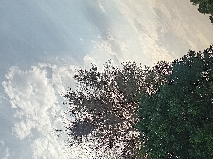 A sprawling tree occupies the right side of the frame, dense green foliage contrasting with its bare branches. A sizable nest is nestled within the branches of the tree. The sky dominates the scene, a mix of bright white and blue. A network of wispy clouds stretches across the sky. The scene is bathed in sunlight.