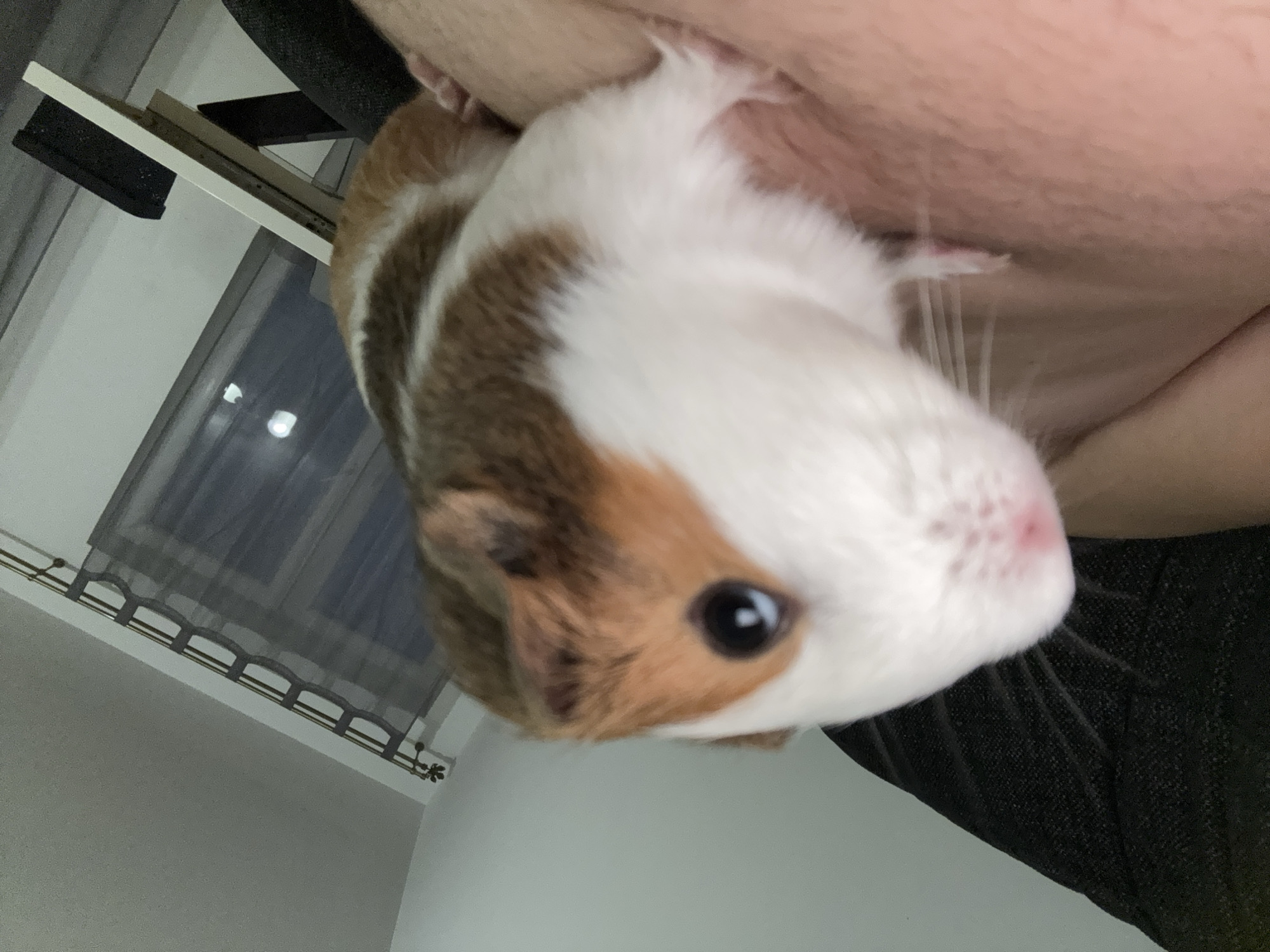 A close-up, low-angle, interior shot shows a guinea pig with white, brown, and tan fur. The guinea pig is resting on a person's leg or torso, which is the foreground. The animal's head is turned to its left, facing the viewer, with its left eye visible, which is dark. Its nose is pink, and its whiskers are prominent. Behind the guinea pig, out of focus, is a dark, textured surface, possibly furniture, on the left. In the background, on the right, a window is covered by sheer grey curtains with a decorative curtain rod. A white shelf with black objects is positioned below the window. The overall lighting is dim, with some light reflecting off the window. The location is not specified in the image and cannot be determined to be Toruń, Poland.