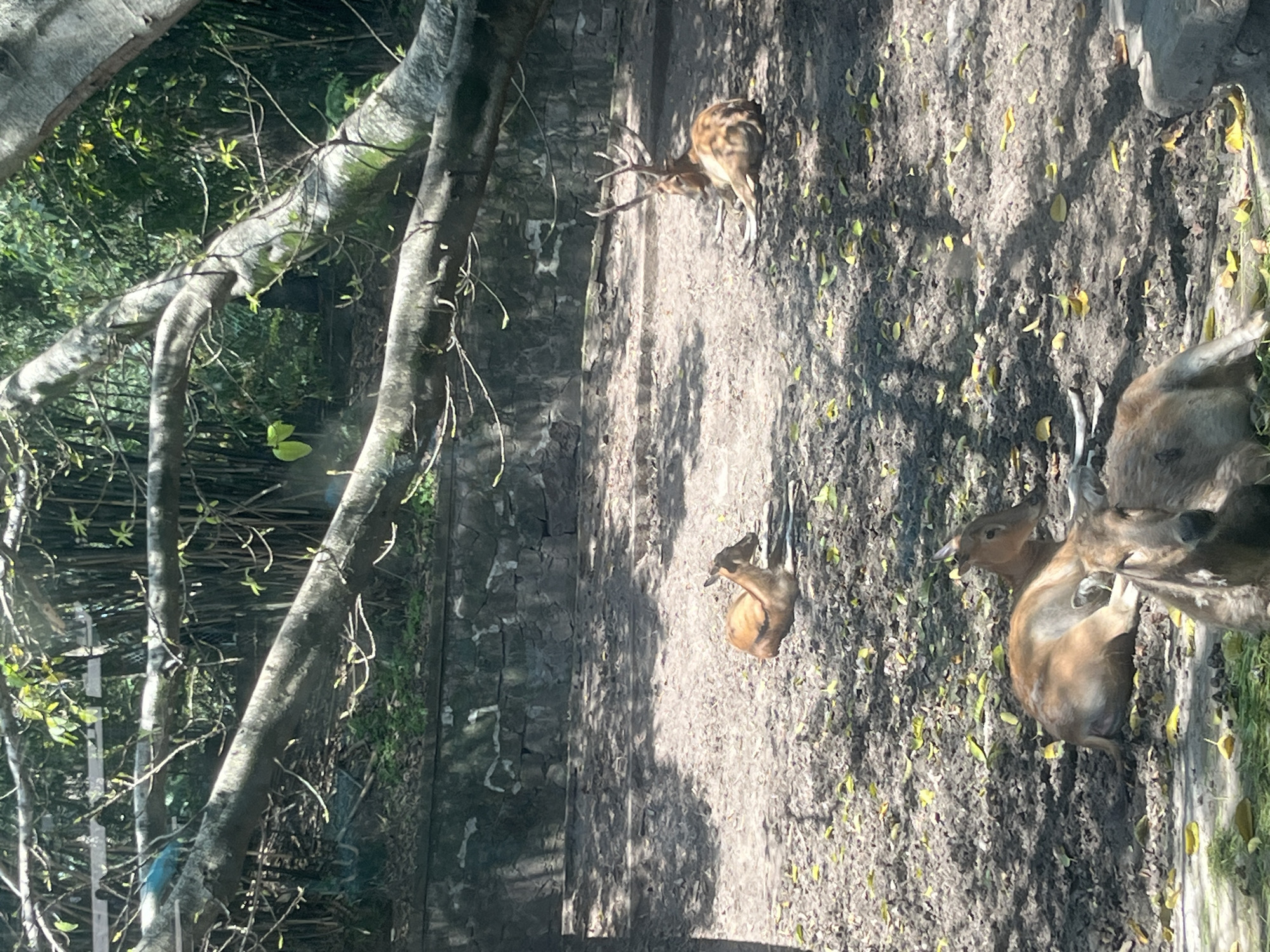 The image shows several deer in an enclosure in Jiulongpo District, China. One deer is standing, facing away from the camera, with visible antlers. Another deer is lying down, also with antlers, while a third deer is standing beside it. A smaller deer is lying down in the background. The enclosure appears to be a dirt area with fallen leaves, bordered by a stone wall on one side and foliage on the other. Trees and branches overhang the enclosure.