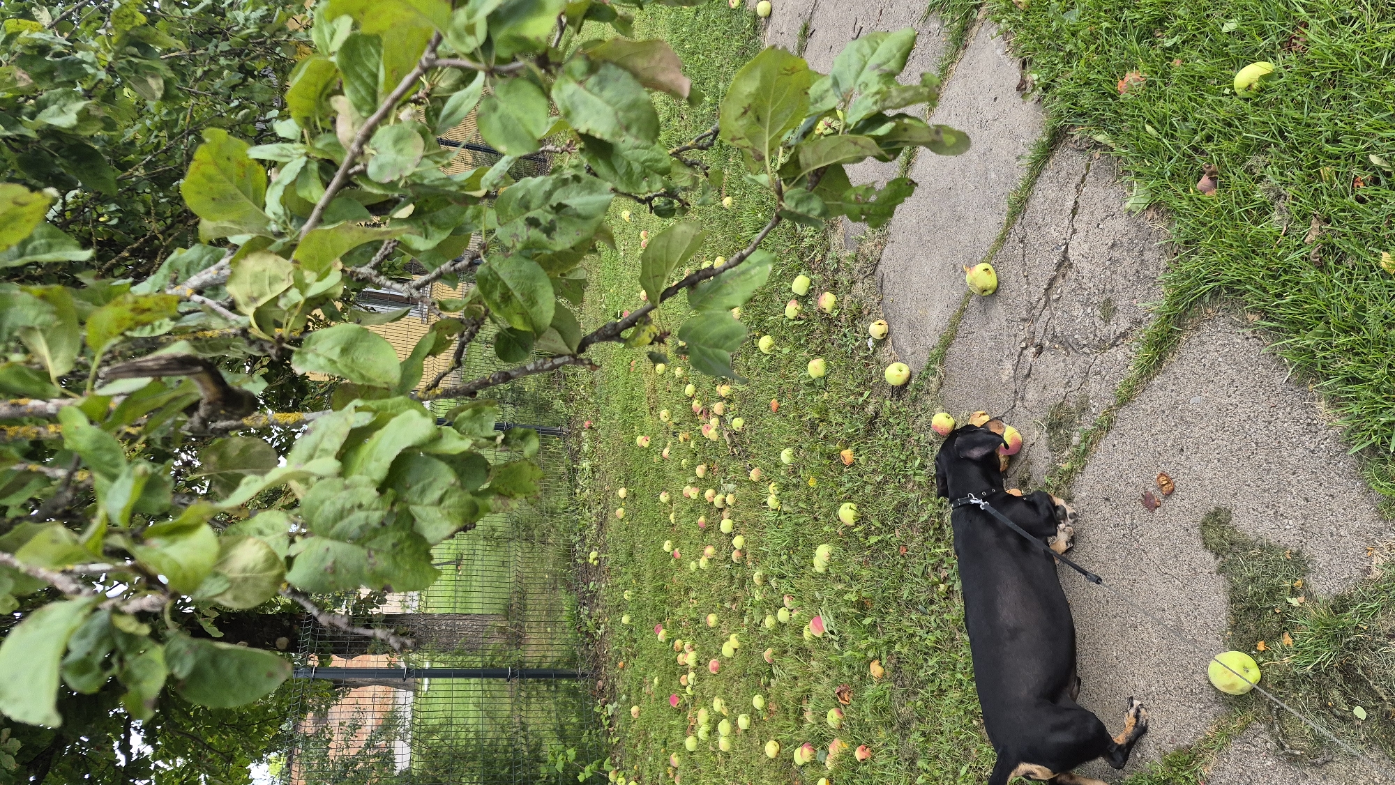 In Krauja, Latvia, an outdoor scene depicts a black and tan dachshund on a cracked concrete path. The dog is in a side-lying position, with its head down, seemingly interacting with an apple. Numerous apples, varying in color from yellow to red, are scattered across a grassy lawn surrounding the path. In the background, a metal fence encloses a property with a building visible beyond. The area is covered in green grass and a tree with green leaves overhangs the path, with some leaves and possibly apples from the tree also fallen onto the ground.