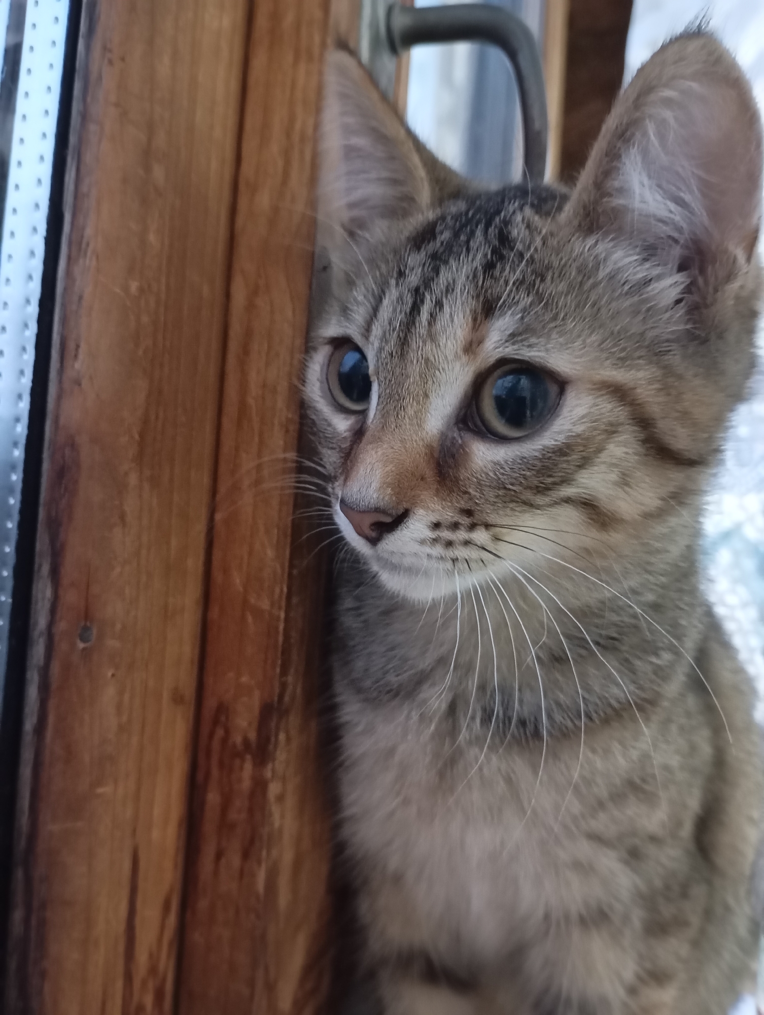 A young tabby kitten with large, round eyes peeks out from behind a wooden door frame. The kitten is looking to the left with a curious expression. The wooden door frame is a warm brown color and shows visible wood grain. To the left of the frame, a white object with a pattern of small, evenly spaced dots is visible, suggesting it could be part of a window or screen. A dark metal door handle is partially visible at the top of the image. The background behind the kitten appears out of focus and is a light, possibly white or blueish color. The overall setting suggests an indoor or semi-outdoor location, possibly a home or a building in Фоки, Russia.