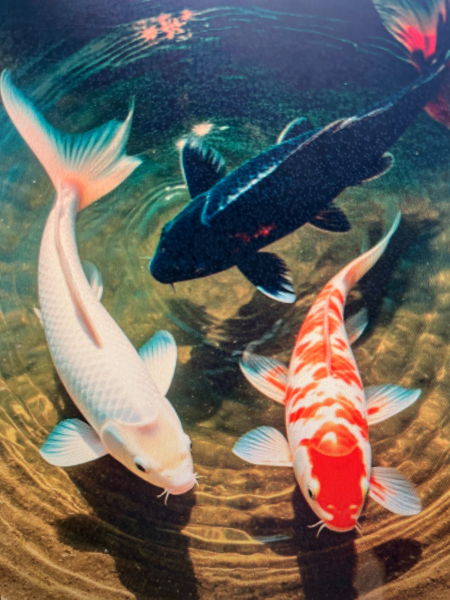 The image shows three koi fish swimming in a body of water. One koi is predominantly white with light blue fins and tail. Another is a dark, almost black, koi with white markings on its body and fins. The third koi is orange and white with blue-tipped fins. The water has a rippled texture, and the bottom appears to be sandy or covered with small stones. The scene is likely a koi pond, common in gardens and public spaces. The location provided, Sejahtera, Indonesia, is noted.