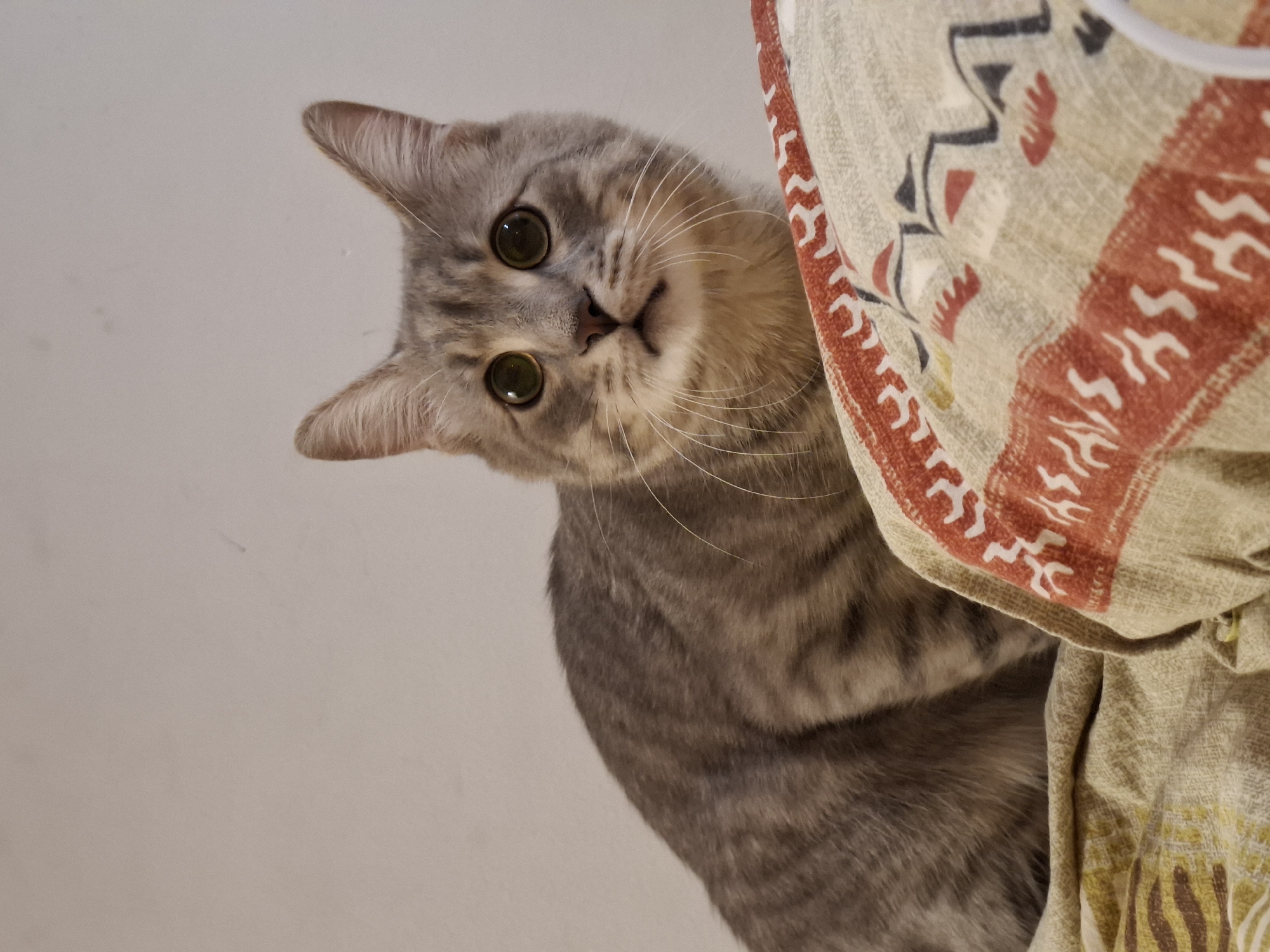 A grey tabby cat with large green eyes is positioned in the foreground of the image, looking directly at the camera. The cat is sitting on a textured surface, possibly a blanket or comforter, which features a red and white patterned border. The background is a plain, light-colored wall. The cat's fur displays characteristic tabby markings. The scene appears to be indoors, with no visible indication of the cat's location in Zemun Urban Municipality, Serbia.