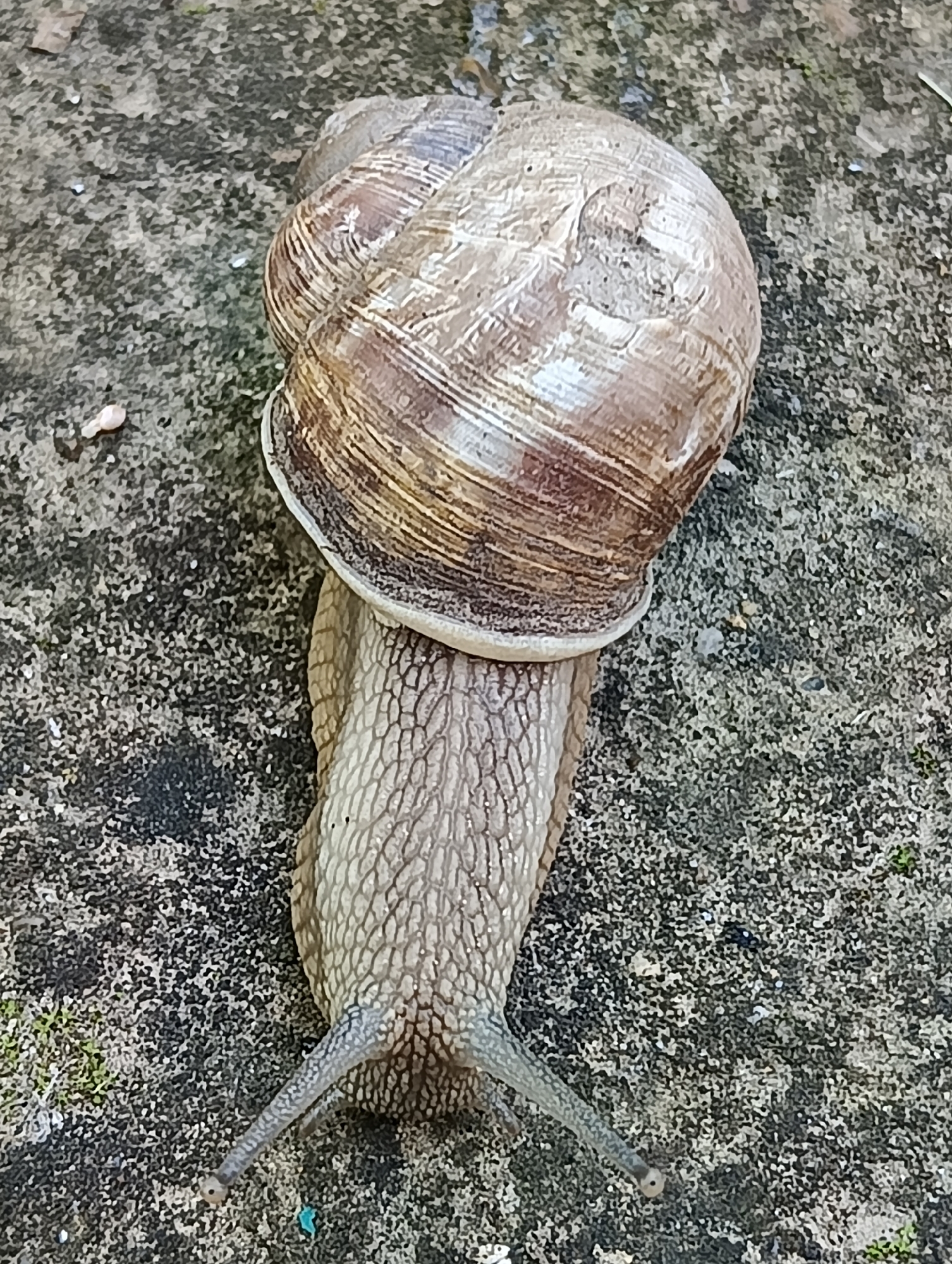 A close-up, overhead shot focuses on a snail crawling on a textured, concrete-like surface. The snail's shell, a spiral of brown and beige with visible ridges, dominates the upper portion of the image. The snail's body, a pale, mottled grey, extends from beneath the shell, revealing segmented skin and two prominent tentacles at the front. The surface beneath the snail is granular, with a mix of dark and light grey specks, and hints of green moss in some areas. The scene appears to be outdoors, possibly in a garden or pathway, in Biliaivka, Ukraine.