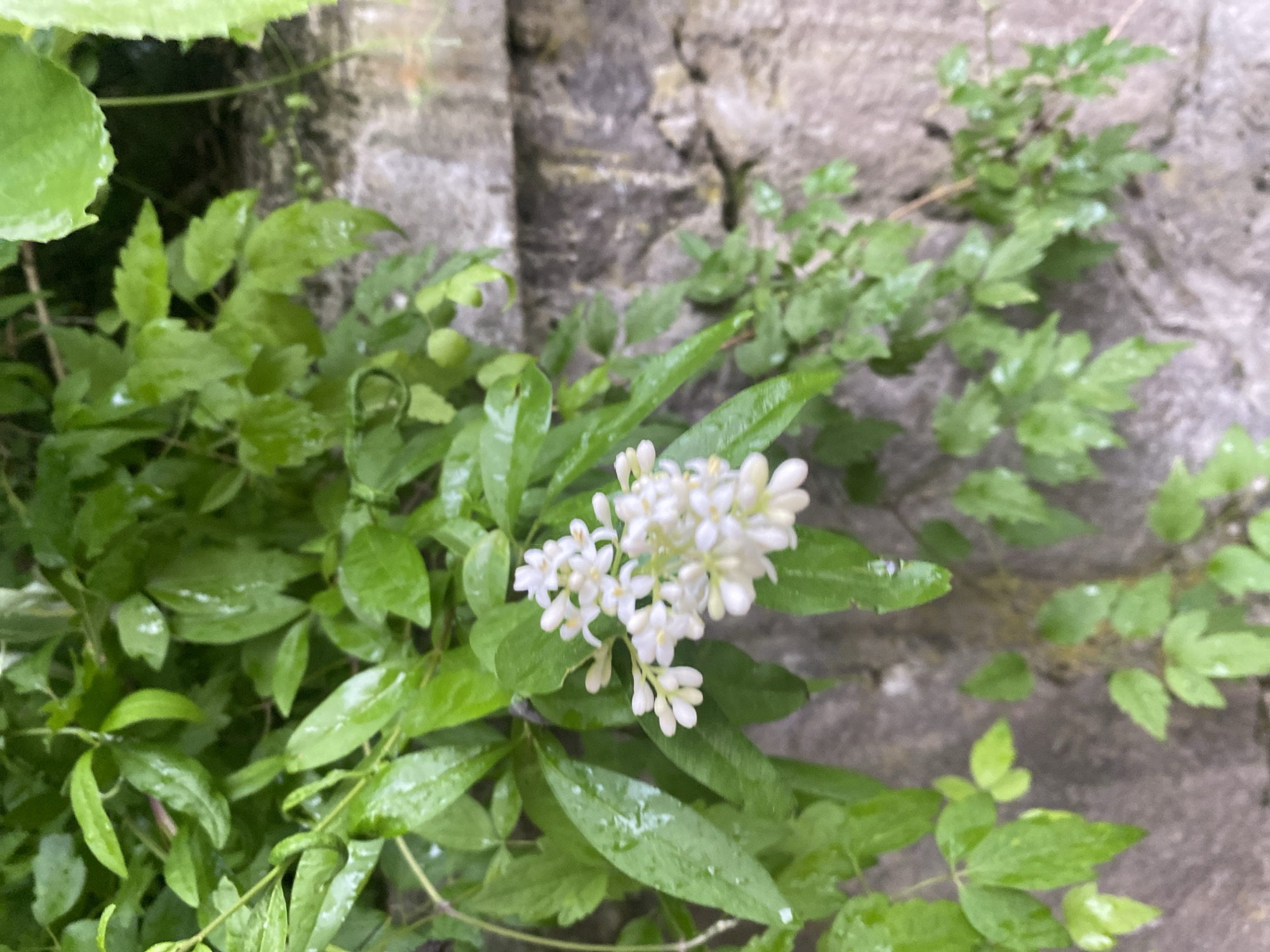 A cluster of small, white flowers is in focus against a background of wet, green leaves and a stone wall. The flowers are delicate, with multiple small petals and visible stamens. The leaves are vibrant green and appear to be covered in water droplets, suggesting recent rain. The stone wall is rough and weathered, with variations in color and texture. The scene is outdoors, with the natural light creating soft shadows. The overall impression is one of a tranquil, natural setting. The image does not contain any people or specific identifiable landmarks within Smolyan, Bulgaria.