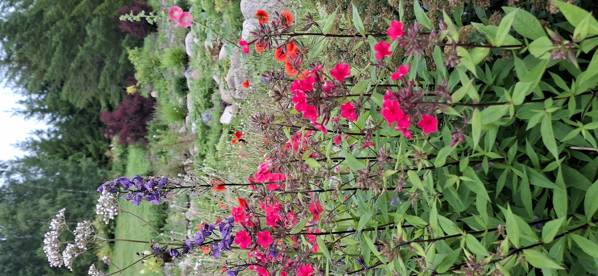 The image depicts a vibrant garden in Pihali, Estonia, featuring a dense collection of blooming flowers. In the foreground, a variety of pink and red phlox flowers dominate the scene, their petals a rich fuchsia and bright crimson. Interspersed among them are taller spikes of purple delphiniums and delicate white Queen Anne's lace, adding depth and contrast. The background reveals a gently sloping landscape with a mix of green foliage, ornamental shrubs with deep red leaves, and a scattering of large stones. Beyond this cultivated area, a line of dark green coniferous trees forms a natural border against a muted, overcast sky. The overall impression is one of a lush and well-maintained naturalistic garden, showcasing a diverse array of summer blooms. There are no people or animals visible in the frame.