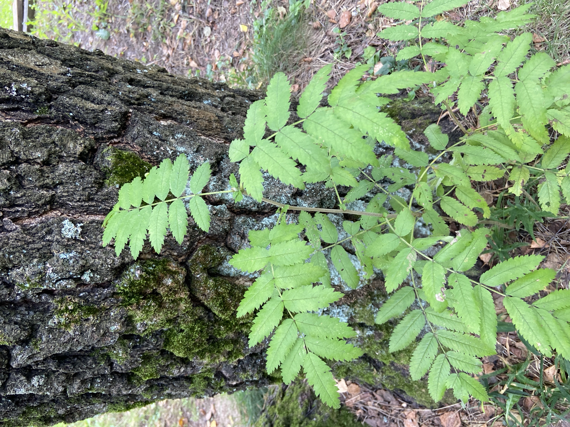 A close-up, eye-level shot features the textured bark of a tree, covered in patches of green moss and some light-colored lichen. In front of the tree, a young plant with compound leaves, each with serrated edges, grows upwards. The leaves are a vibrant green, with some showing minor damage. The background is a blur of dry leaves, grass, and what appears to be other vegetation, suggesting an outdoor, natural setting. The overall impression is one of a forest floor with an emphasis on the textures of the tree bark and the delicate structure of the plant.