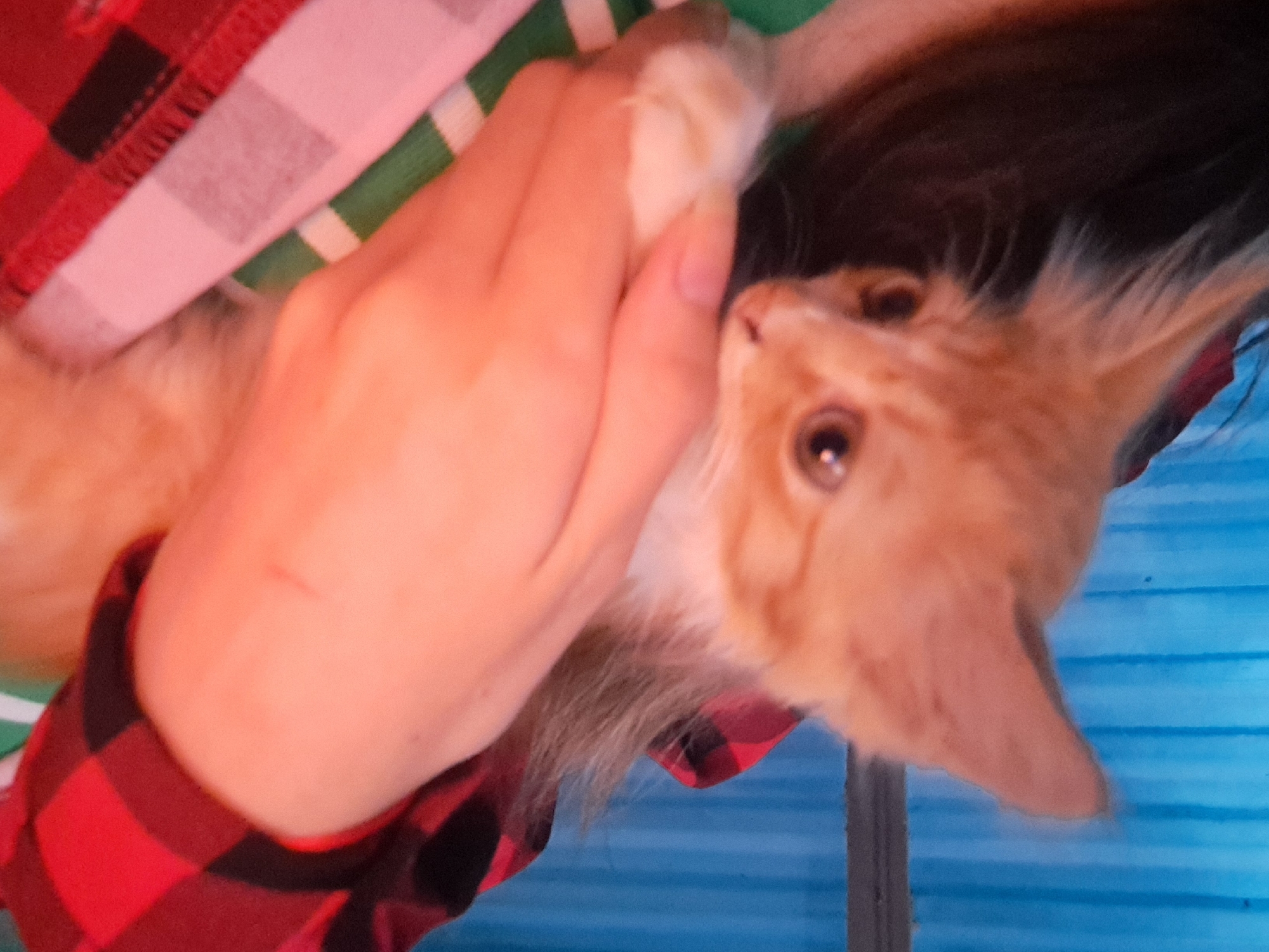 A person, partially visible, is holding a ginger kitten. The kitten has large ears and light brown eyes, and is peeking over the person's arm. The person is wearing a red and black plaid shirt, and a green and white striped garment is visible underneath. The background consists of a blue, ribbed surface, likely a corrugated metal fence. The scene appears to be outdoors. The exact location within Vypasne, Ukraine, cannot be determined from the image alone.